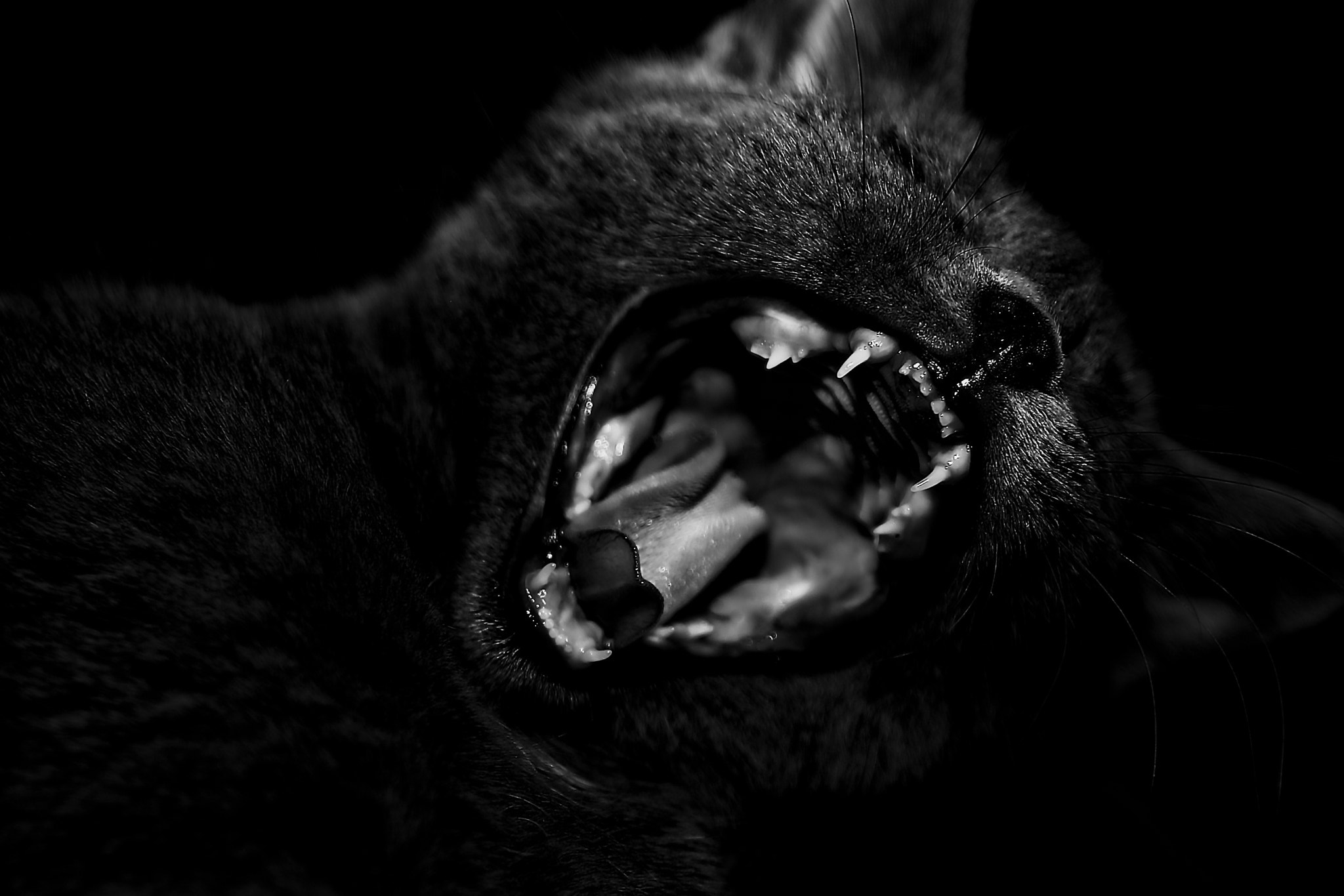 Sigma 17-70mm F2.8-4.5 DC Macro Asp. IF sample photo. The beast photography