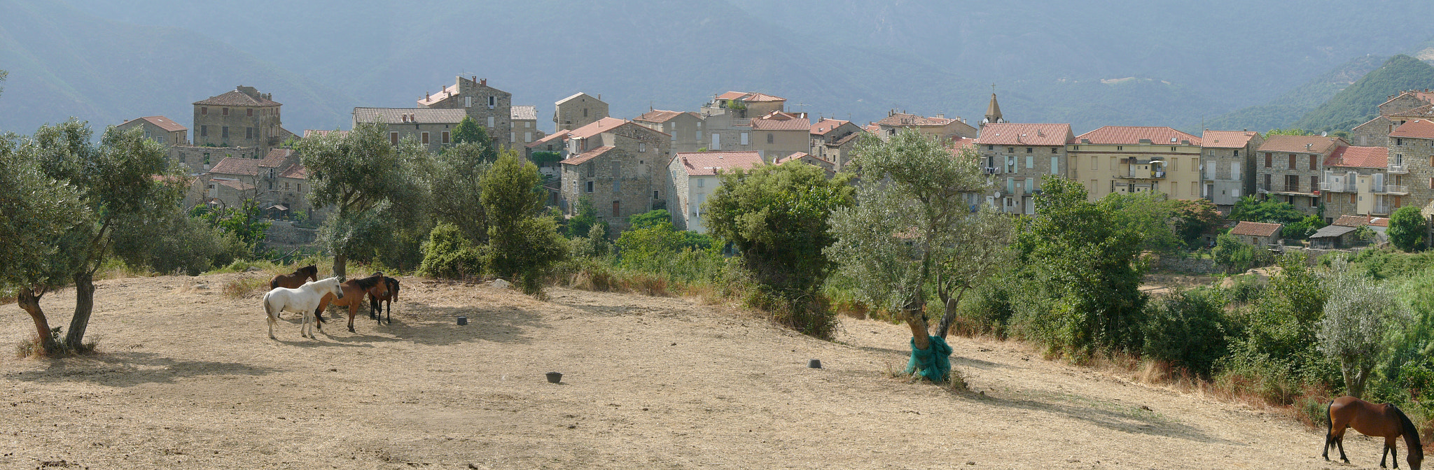 Panasonic DMC-LC1 sample photo. Corsica horses photography