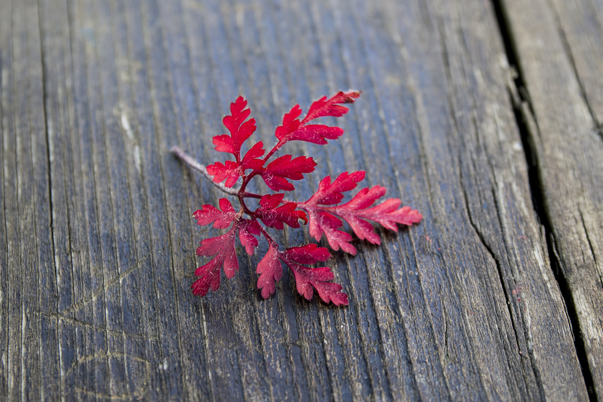 Nikon D3100 + Sigma 18-50mm F2.8 EX DC Macro sample photo. Red leaf photography