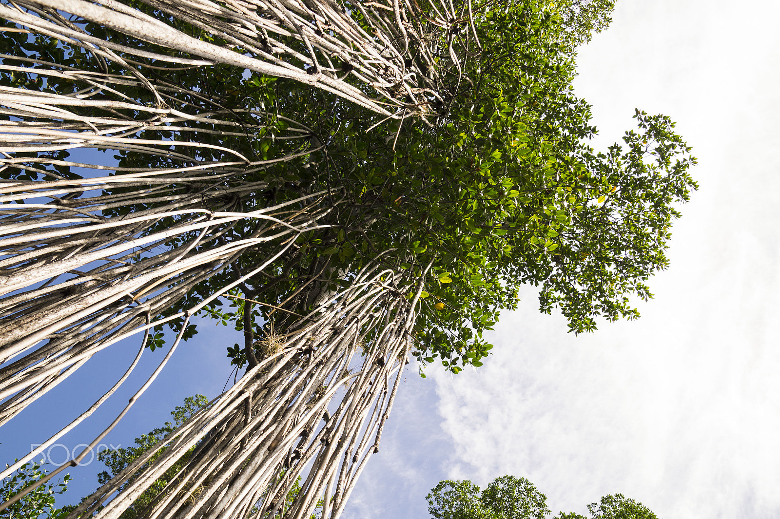 Sony DT 16-105mm F3.5-5.6 sample photo. Mighty mangrove photography