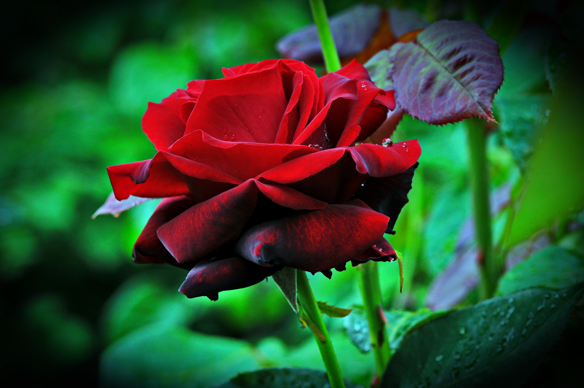 Nikon D300 + AF Micro-Nikkor 105mm f/2.8 sample photo. роза photography