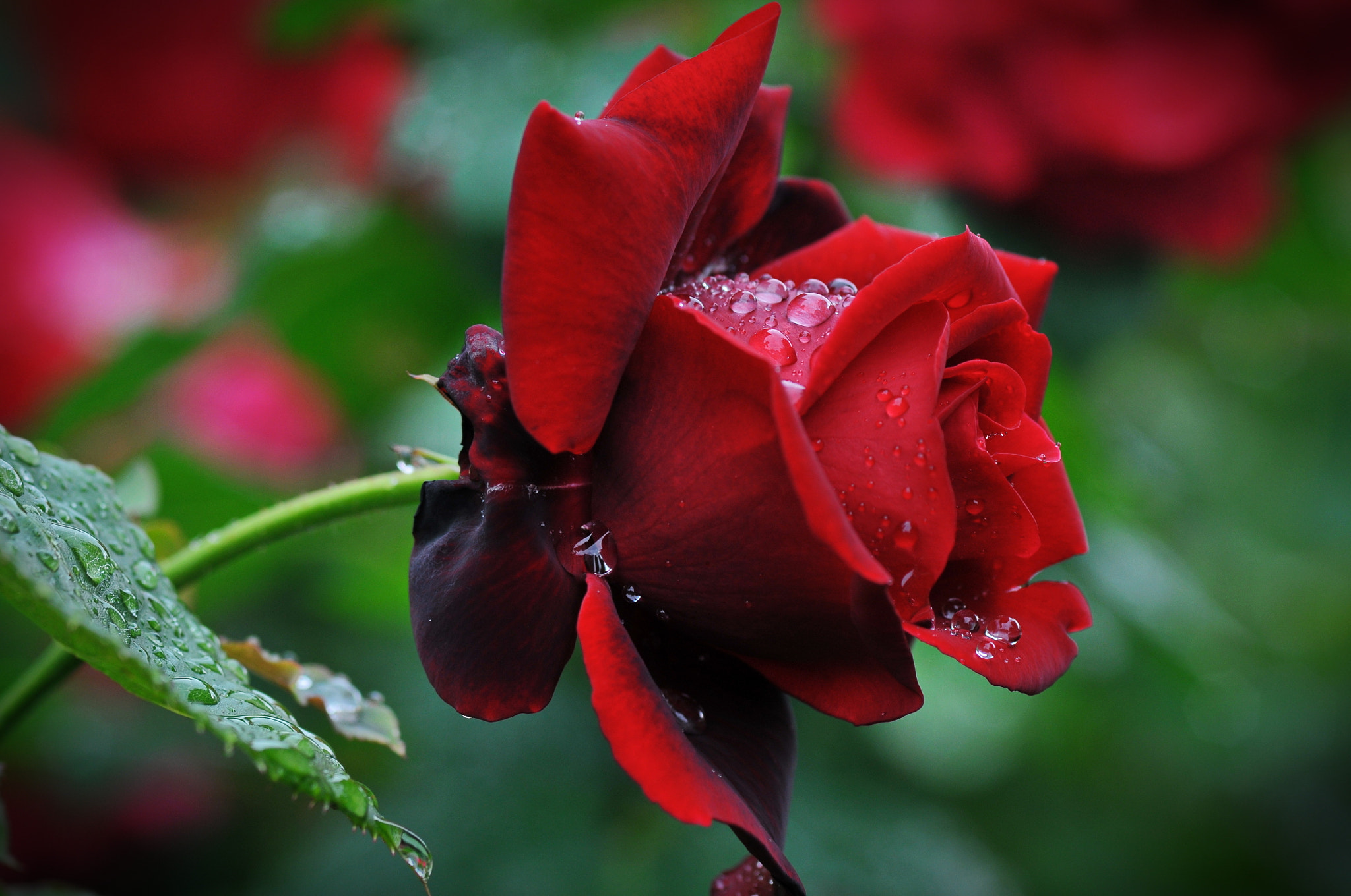 Nikon D300 + AF Micro-Nikkor 105mm f/2.8 sample photo. После дождя photography
