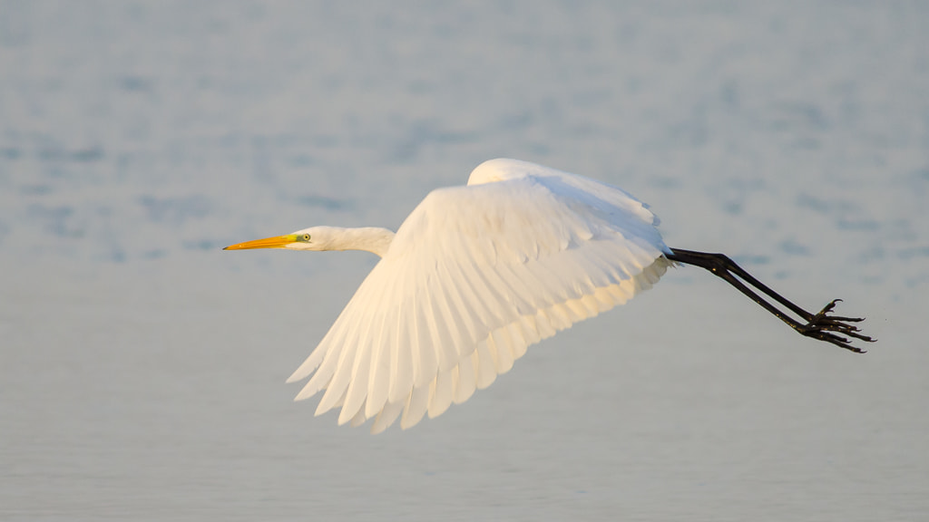 Nikon D7000 + AF Nikkor 300mm f/4 IF-ED sample photo. Great egret photography