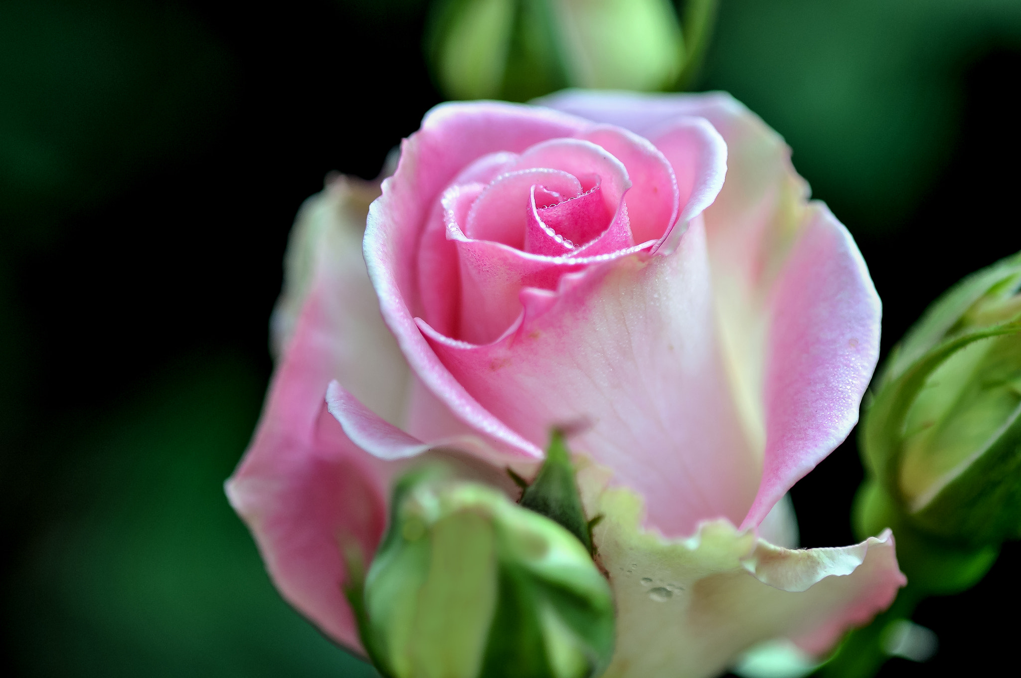 Nikon D300 + AF Micro-Nikkor 105mm f/2.8 sample photo. Утренняя роса photography