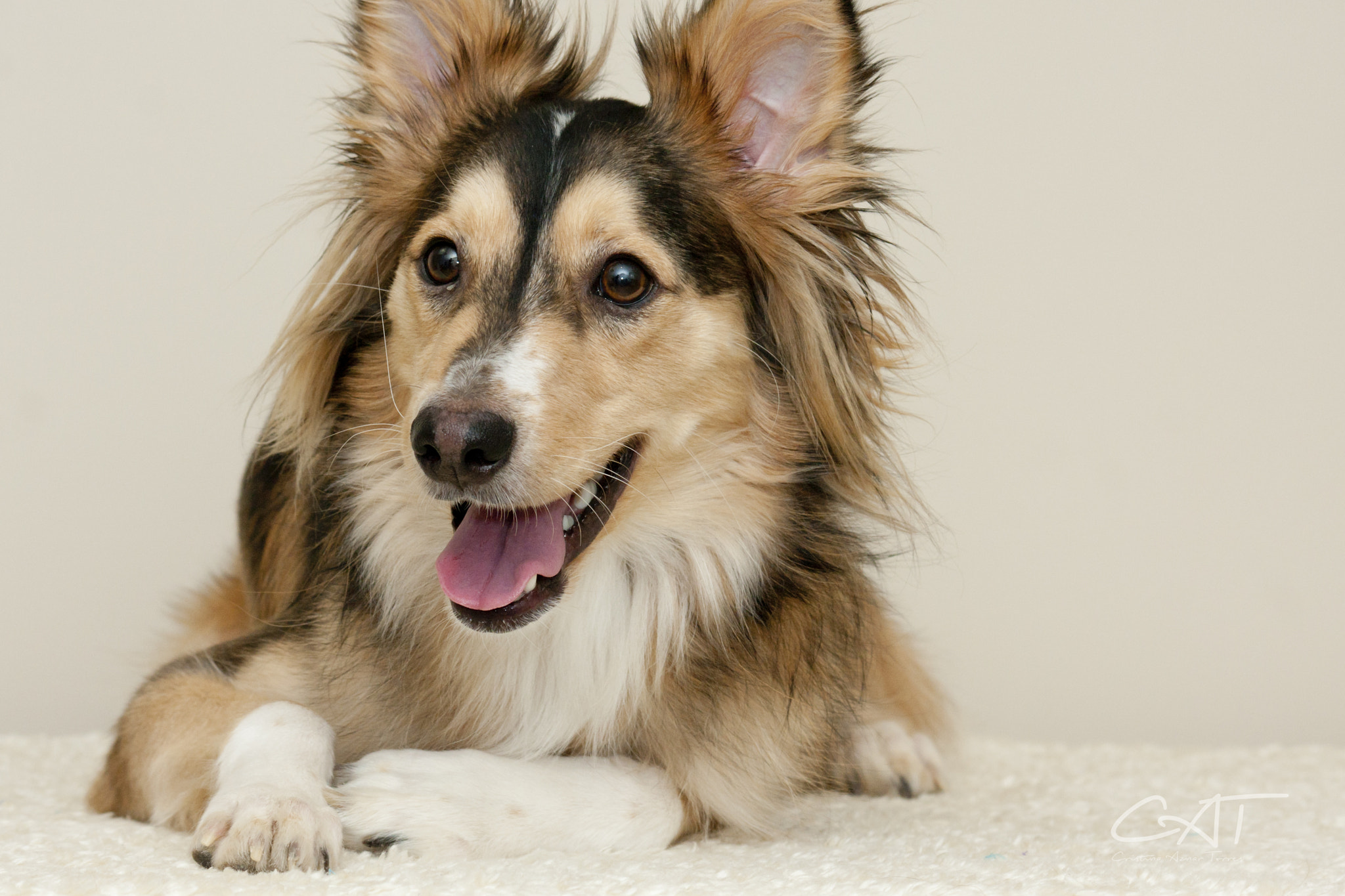 Canon EF-S 55-250mm F4-5.6 IS II sample photo. Perros expertos en sonrisas photography