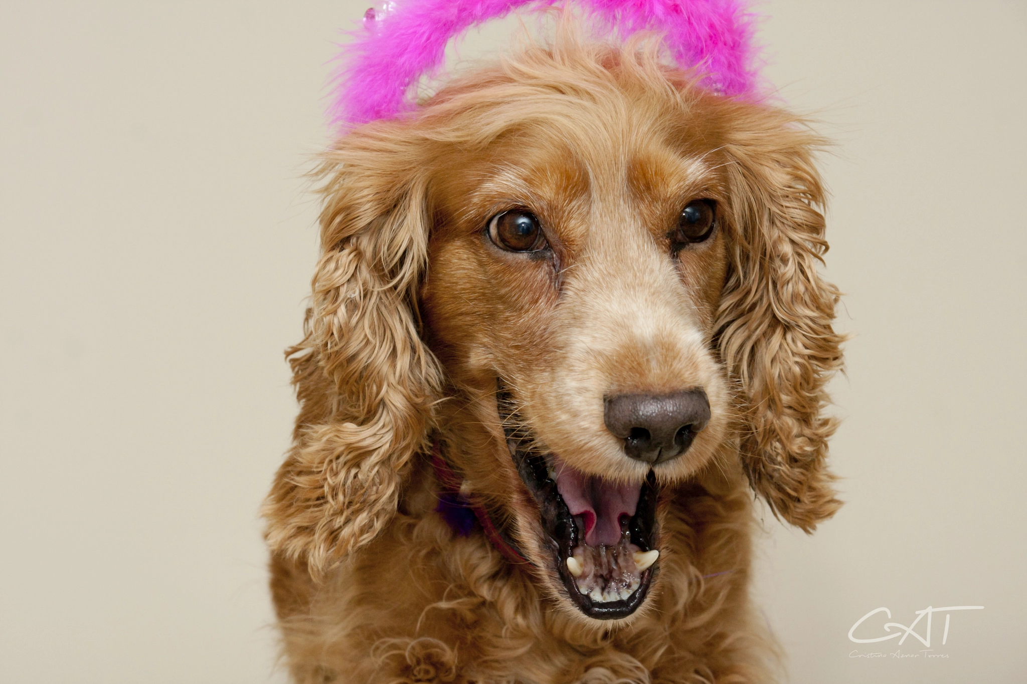 Canon EF-S 55-250mm F4-5.6 IS II sample photo. Perros expertos en sonrisas photography