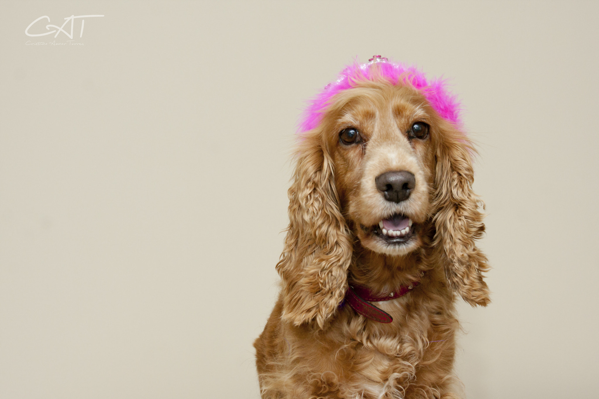 Canon EF-S 55-250mm F4-5.6 IS II sample photo. Perros expertos en sonrisas photography