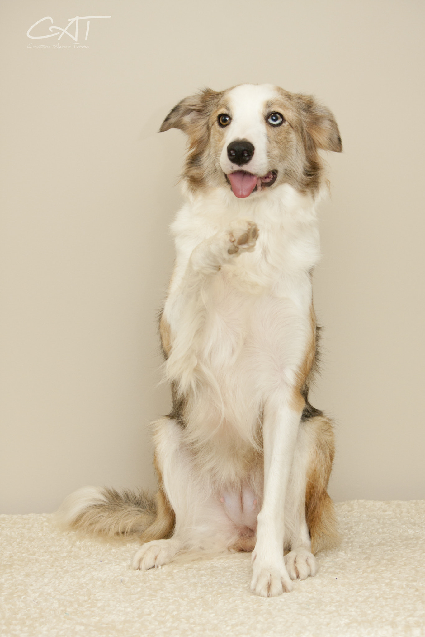 Canon EF-S 55-250mm F4-5.6 IS II sample photo. Perros expertos en sonrisas photography