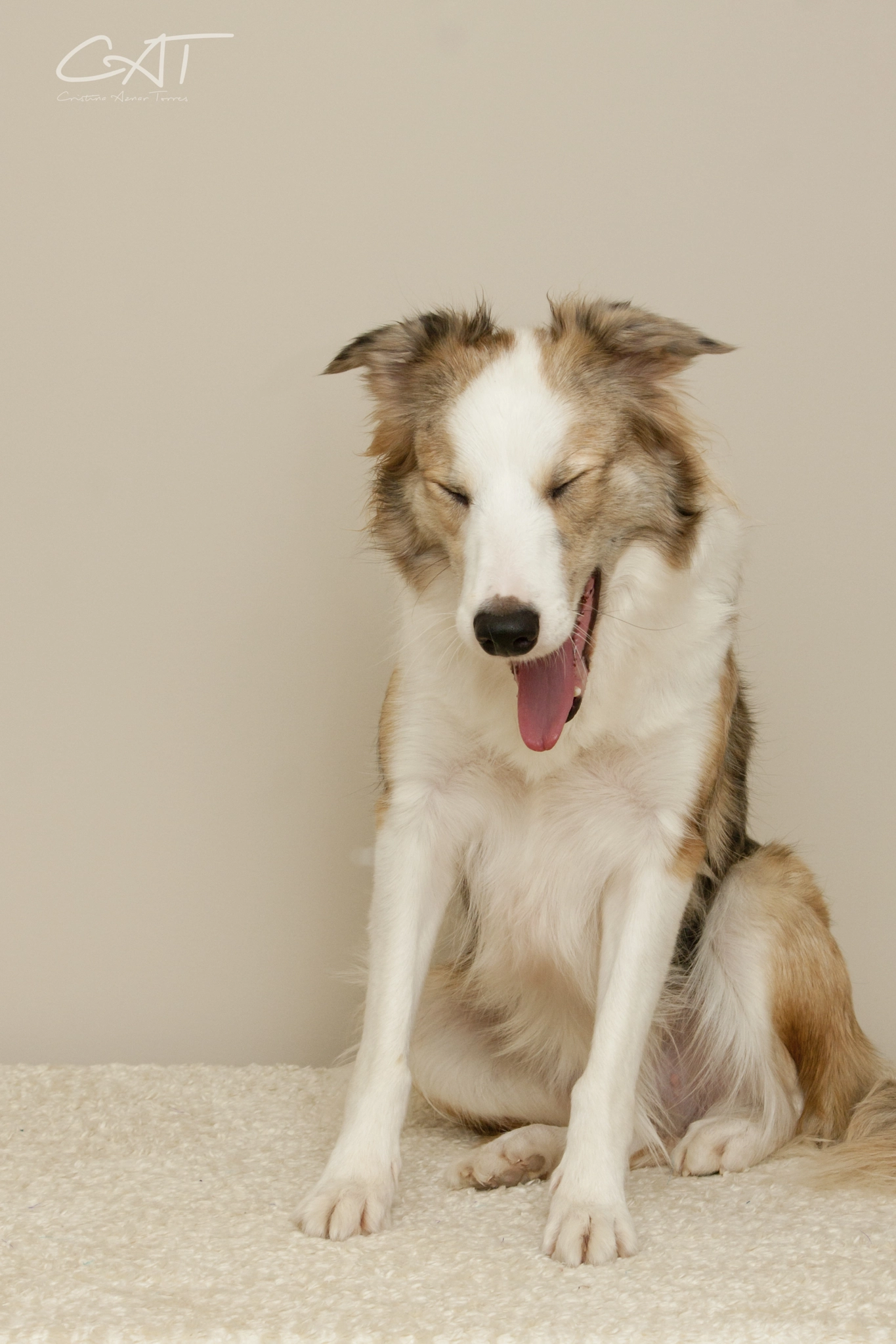 Canon EF-S 55-250mm F4-5.6 IS II sample photo. Perros expertos en sonrisas photography