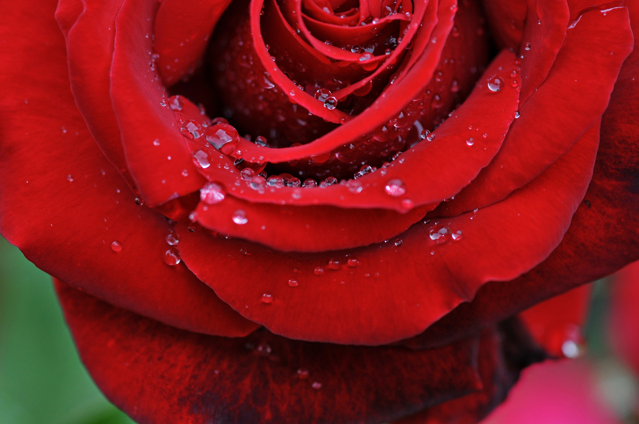 Nikon D300 + AF Micro-Nikkor 105mm f/2.8 sample photo. Роза photography