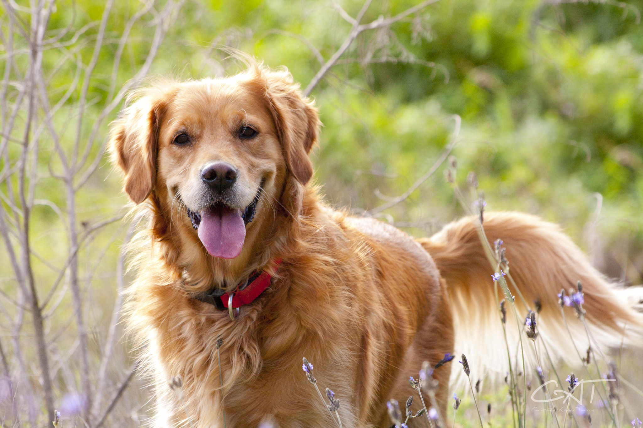 Sigma 70-300mm F4-5.6 APO DG Macro sample photo. Perros expertos en sonrisas photography