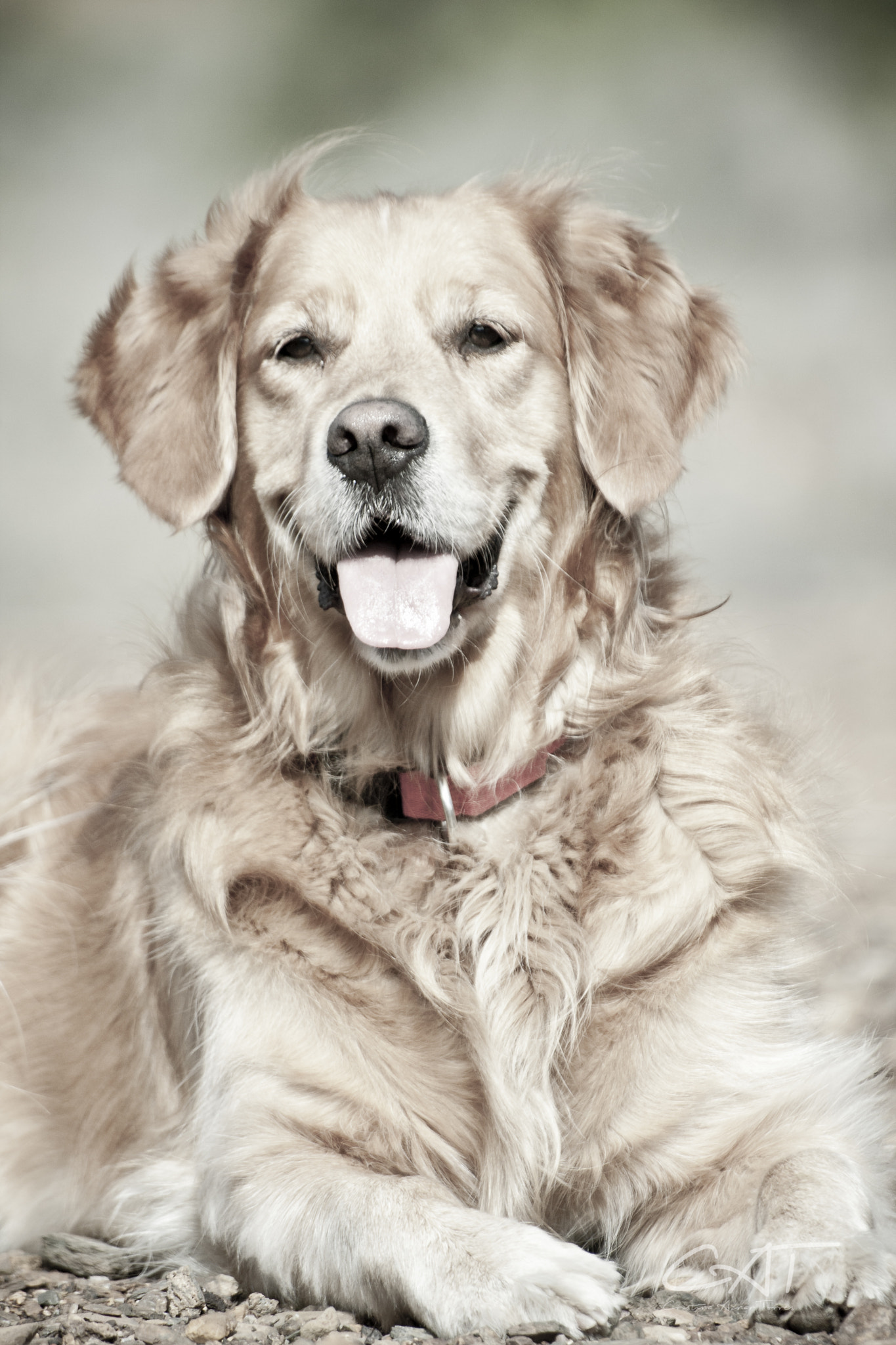 Sigma 70-300mm F4-5.6 APO DG Macro sample photo. Perros expertos en sonrisas photography