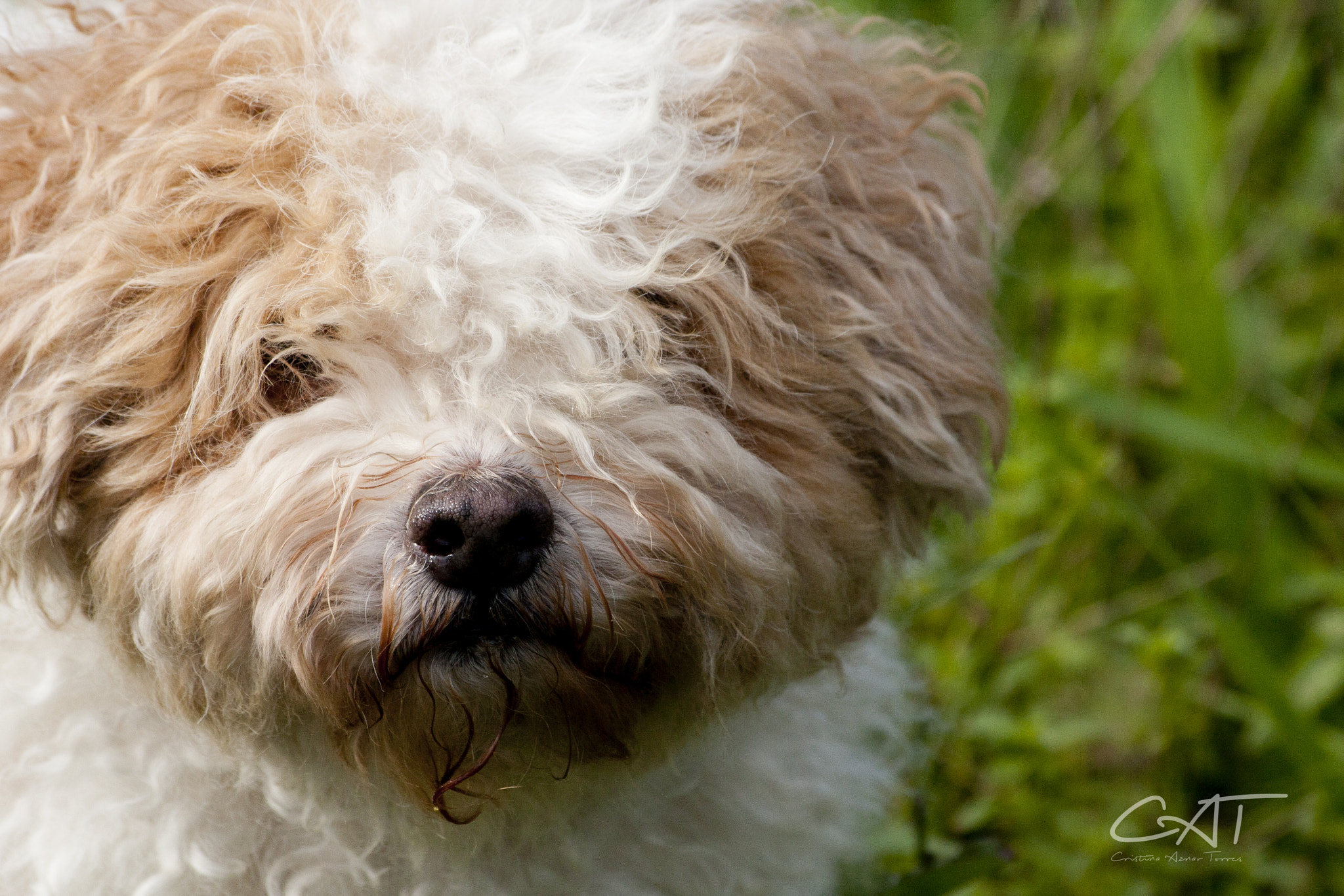 Sigma 70-300mm F4-5.6 APO DG Macro sample photo. Perros expertos en sonrisas photography