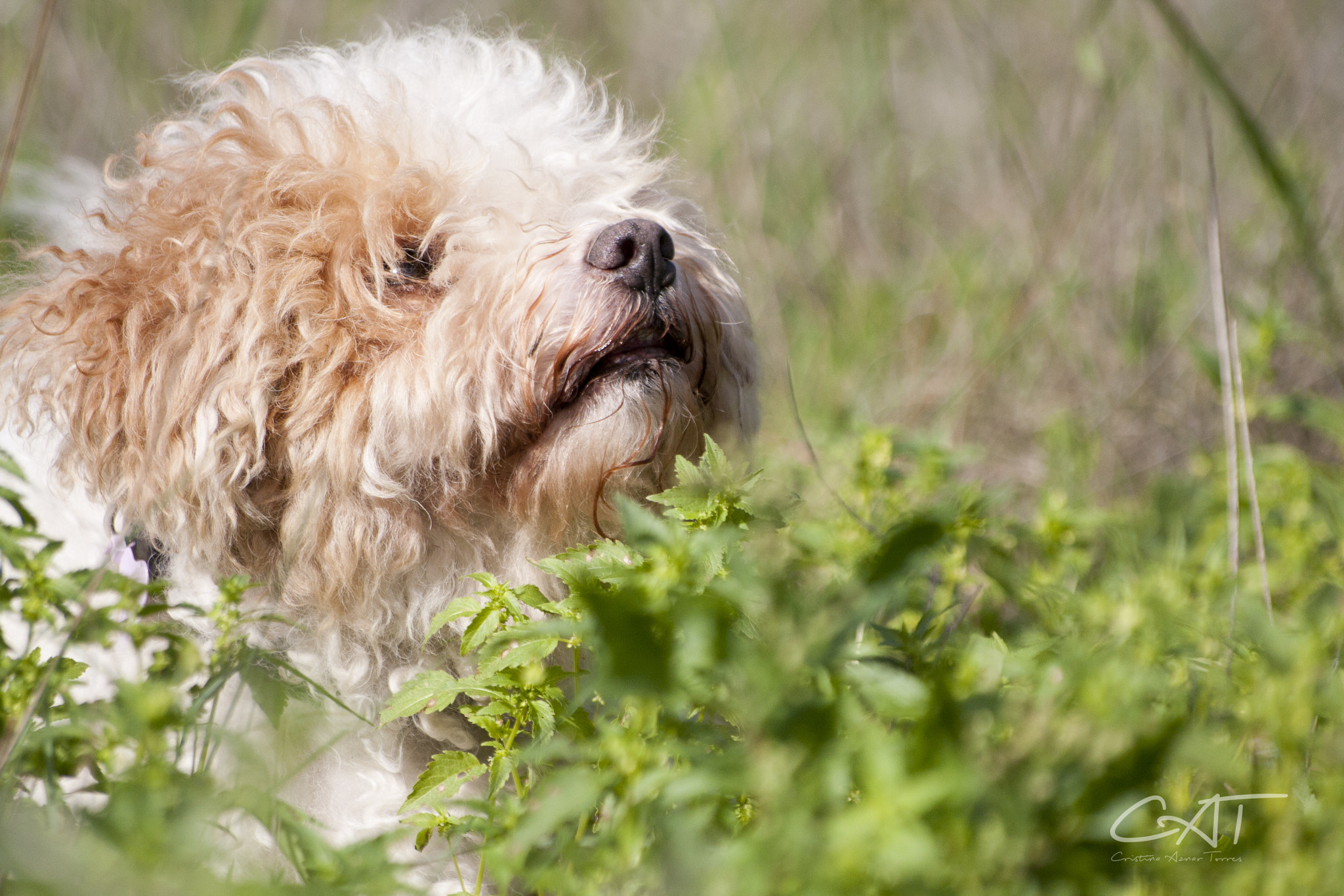 Sigma 70-300mm F4-5.6 APO DG Macro sample photo. Perros expertos en sonrisas photography