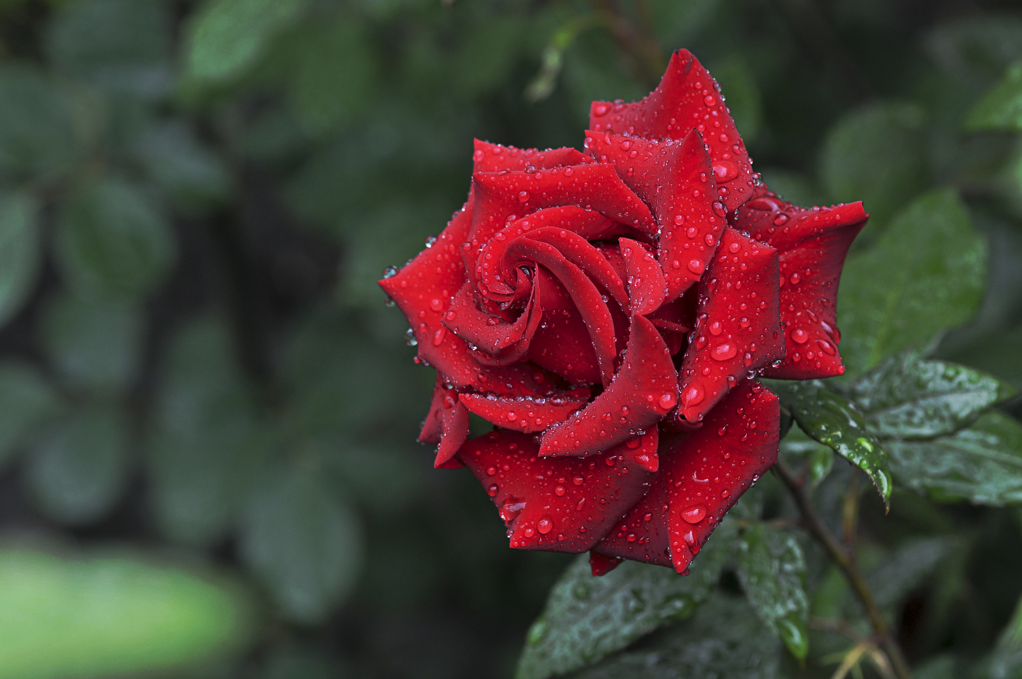 Nikon D300 + AF Micro-Nikkor 105mm f/2.8 sample photo. Роза photography