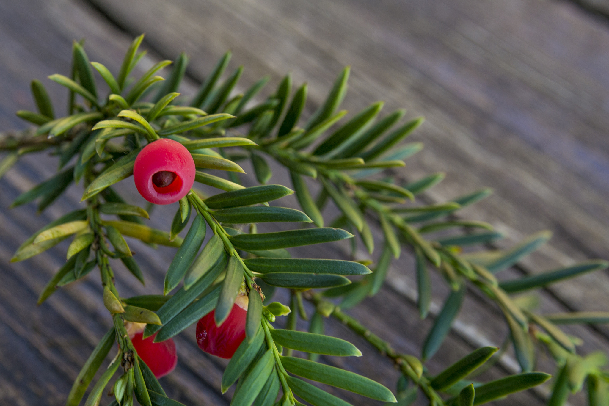 Nikon D3100 + Sigma 18-50mm F2.8 EX DC Macro sample photo. Twig photography