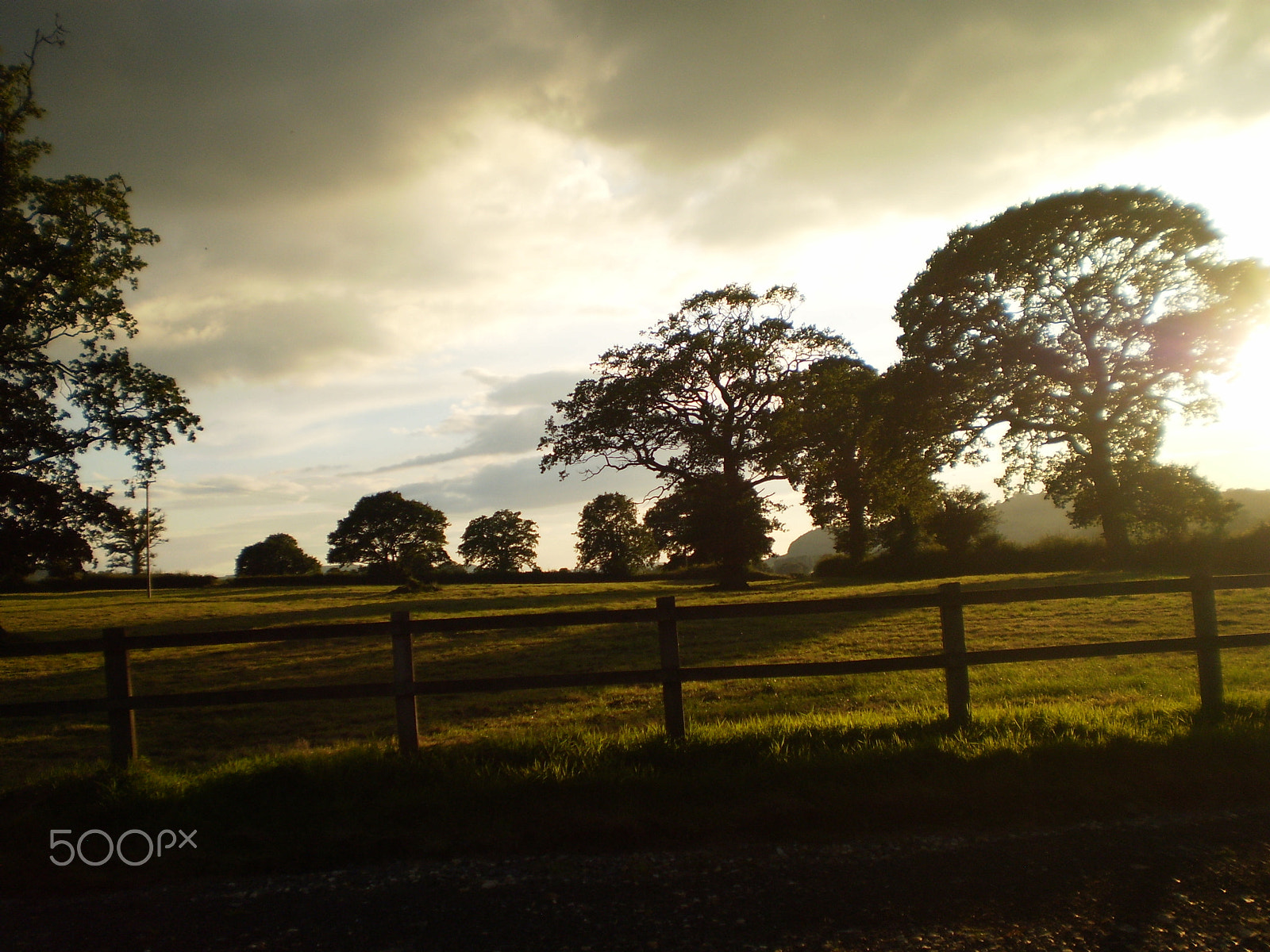 Olympus FE20,X15,C25 sample photo. Trees photography