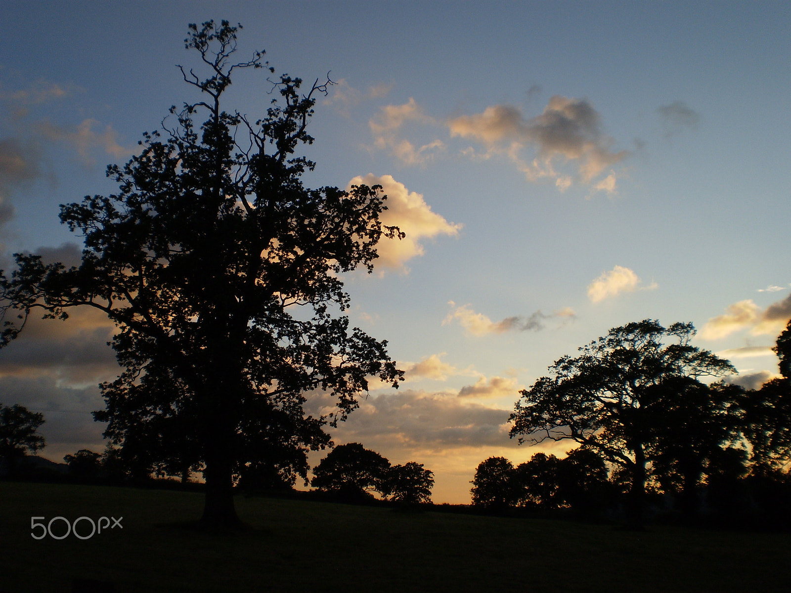 Olympus FE20,X15,C25 sample photo. Trees photography