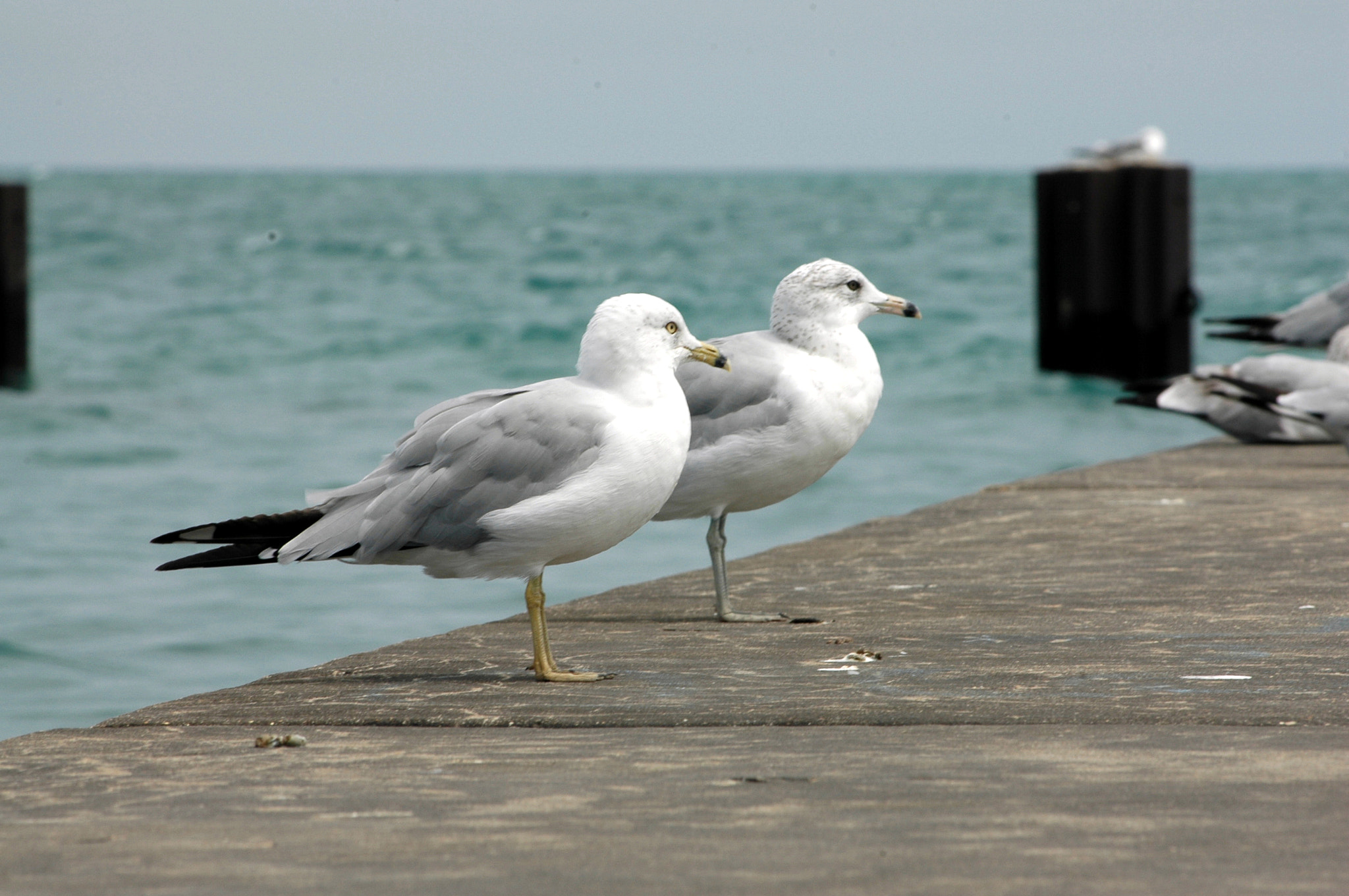 Nikon D70s sample photo. Edited photography