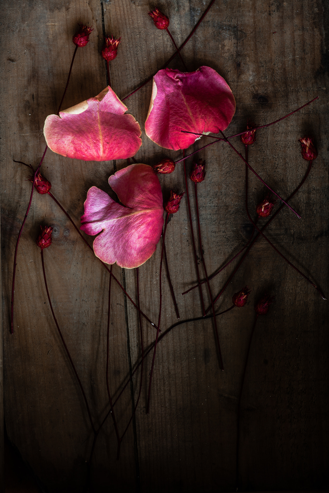 Canon EF 100mm F2.8 Macro USM sample photo. Remains of the day by jim crotty photography
