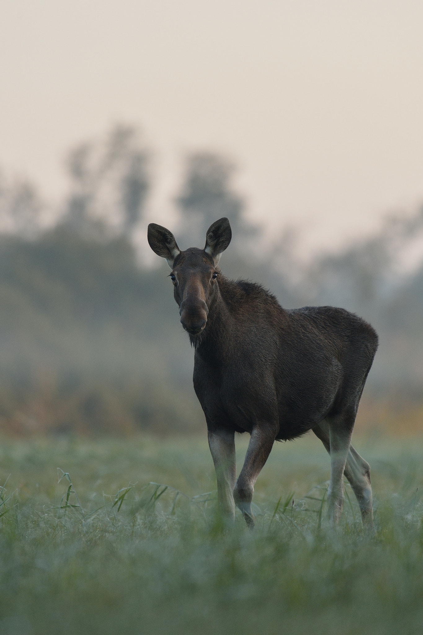 Nikon D4 + AF-S Nikkor 300mm f/2.8D IF-ED II sample photo. Moose cow early in the morning photography