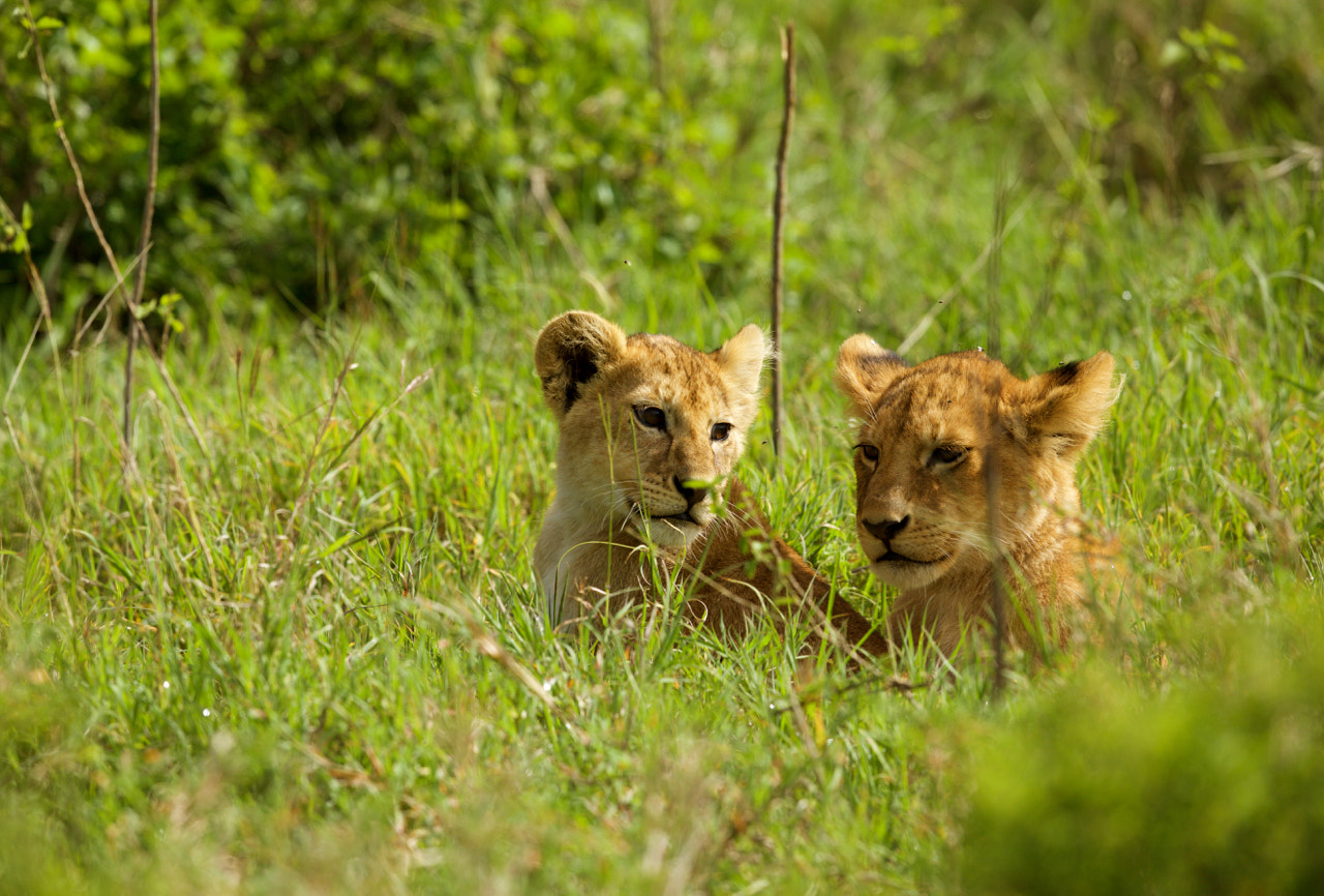 Canon EF 500mm F4L IS II USM sample photo. Lion cups photography
