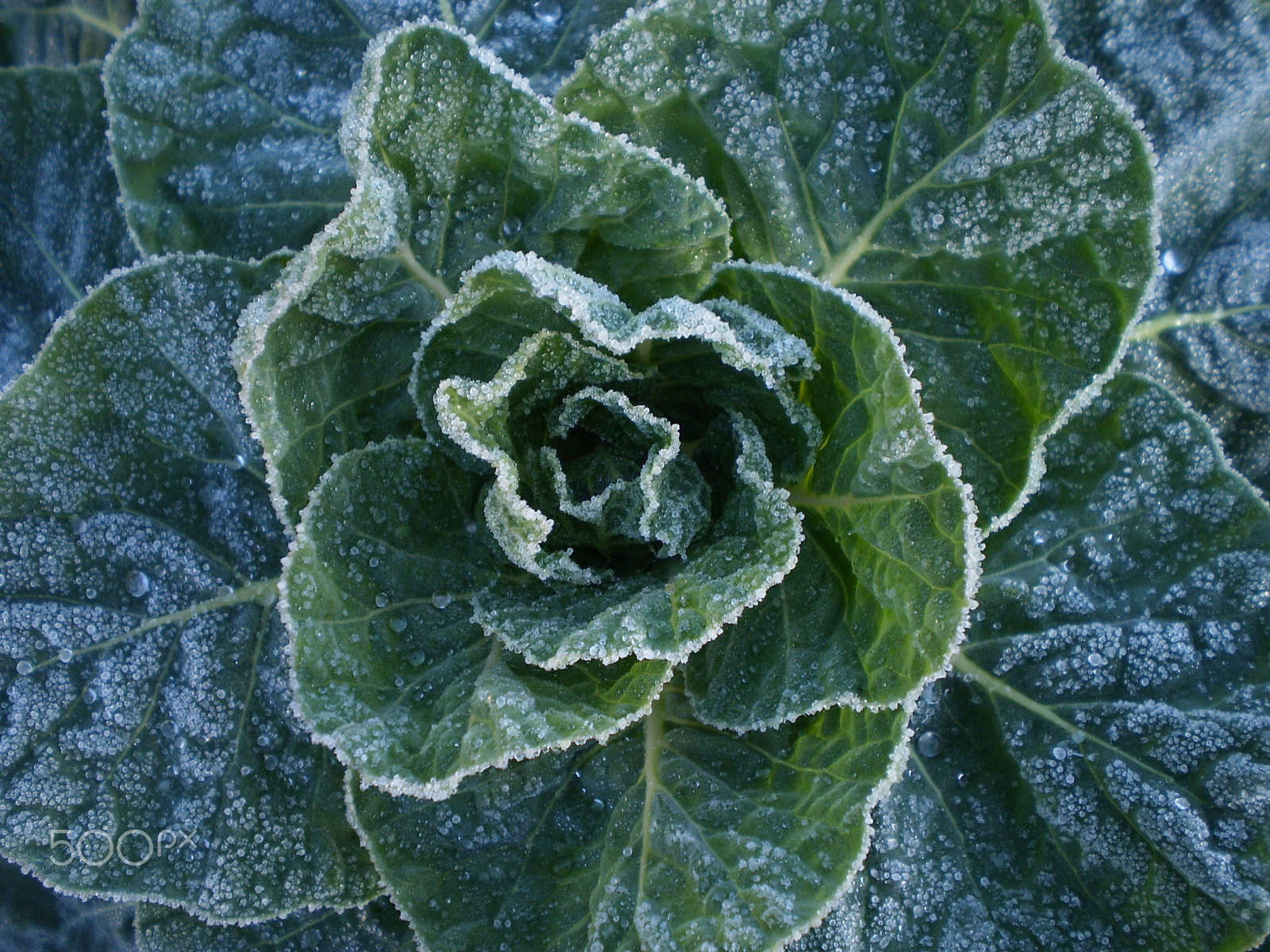Olympus FE20,X15,C25 sample photo. Cabbage in the frost photography