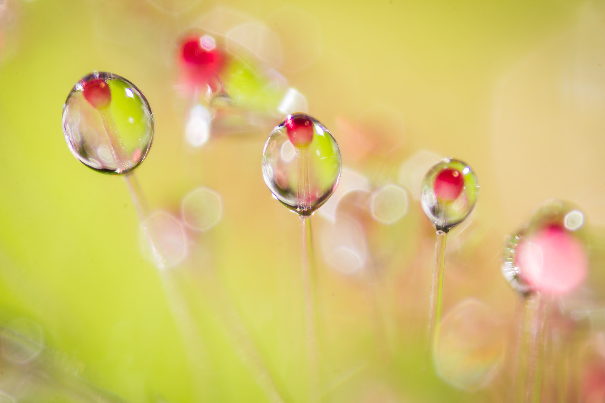 Canon MP-E 65mm F2.5 1-5x Macro Photo sample photo. Droplets photography