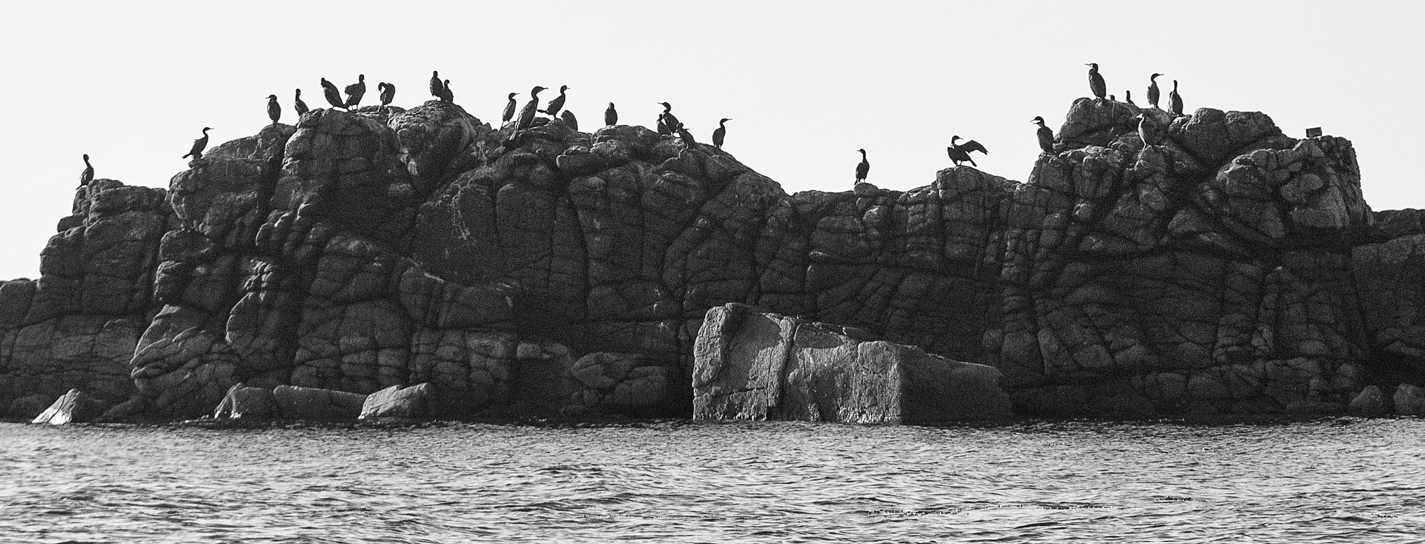 Olympus E-30 + Olympus Zuiko Digital ED 50-200mm F2.8-3.5 SWD sample photo. Cormorants on a rock b&w photography