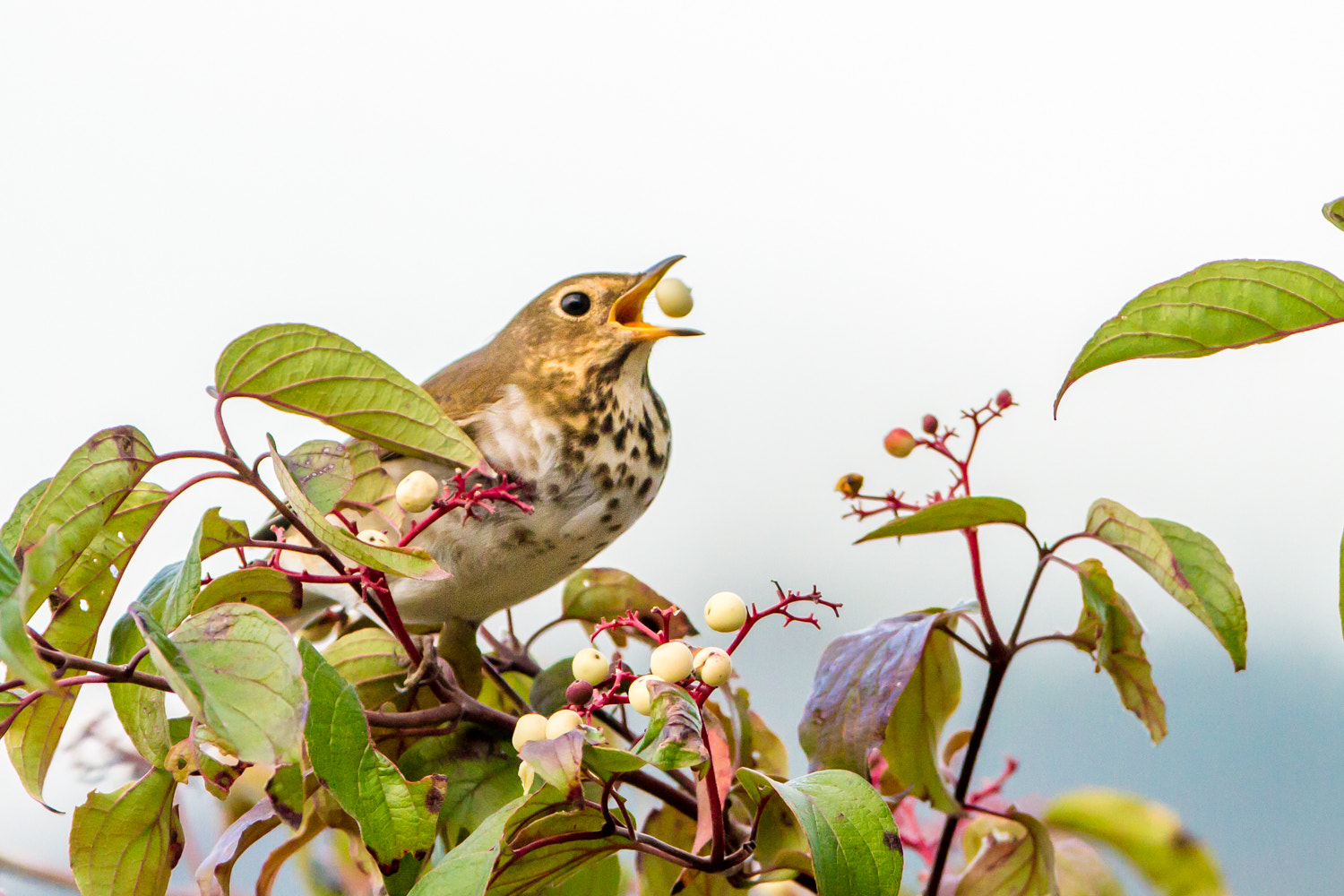 Canon EF 200-400mm F4L IS USM Extender 1.4x sample photo. Swainson's thrush photography