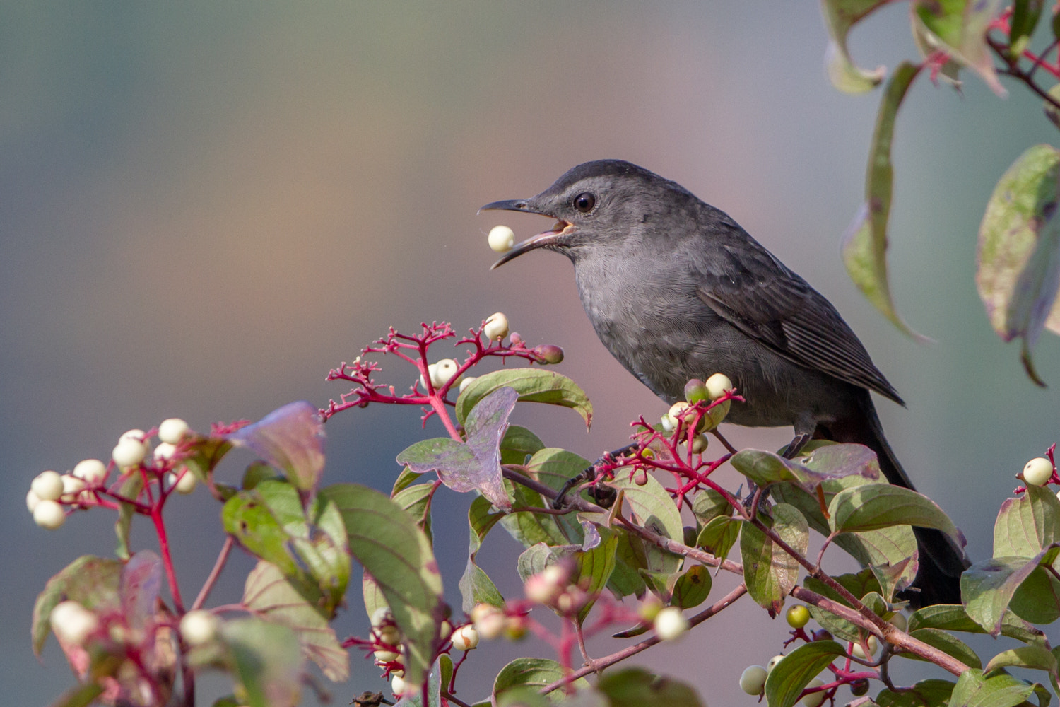 Canon EF 200-400mm F4L IS USM Extender 1.4x sample photo. Grey catbird photography