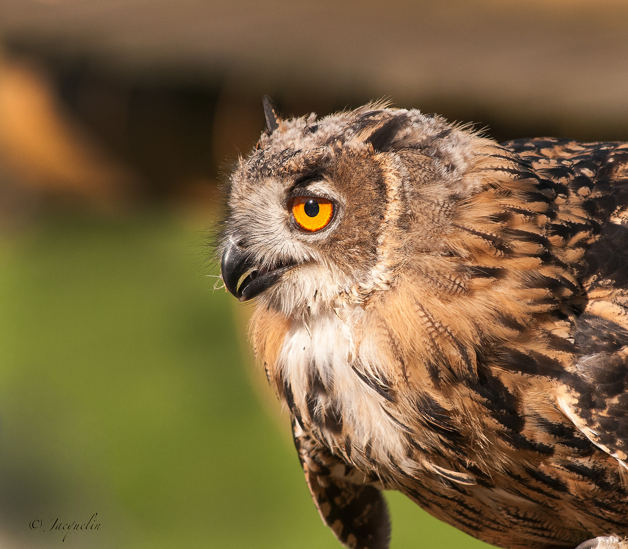 AF Zoom-Nikkor 80-200mm f/2.8 ED sample photo. Huhu photography