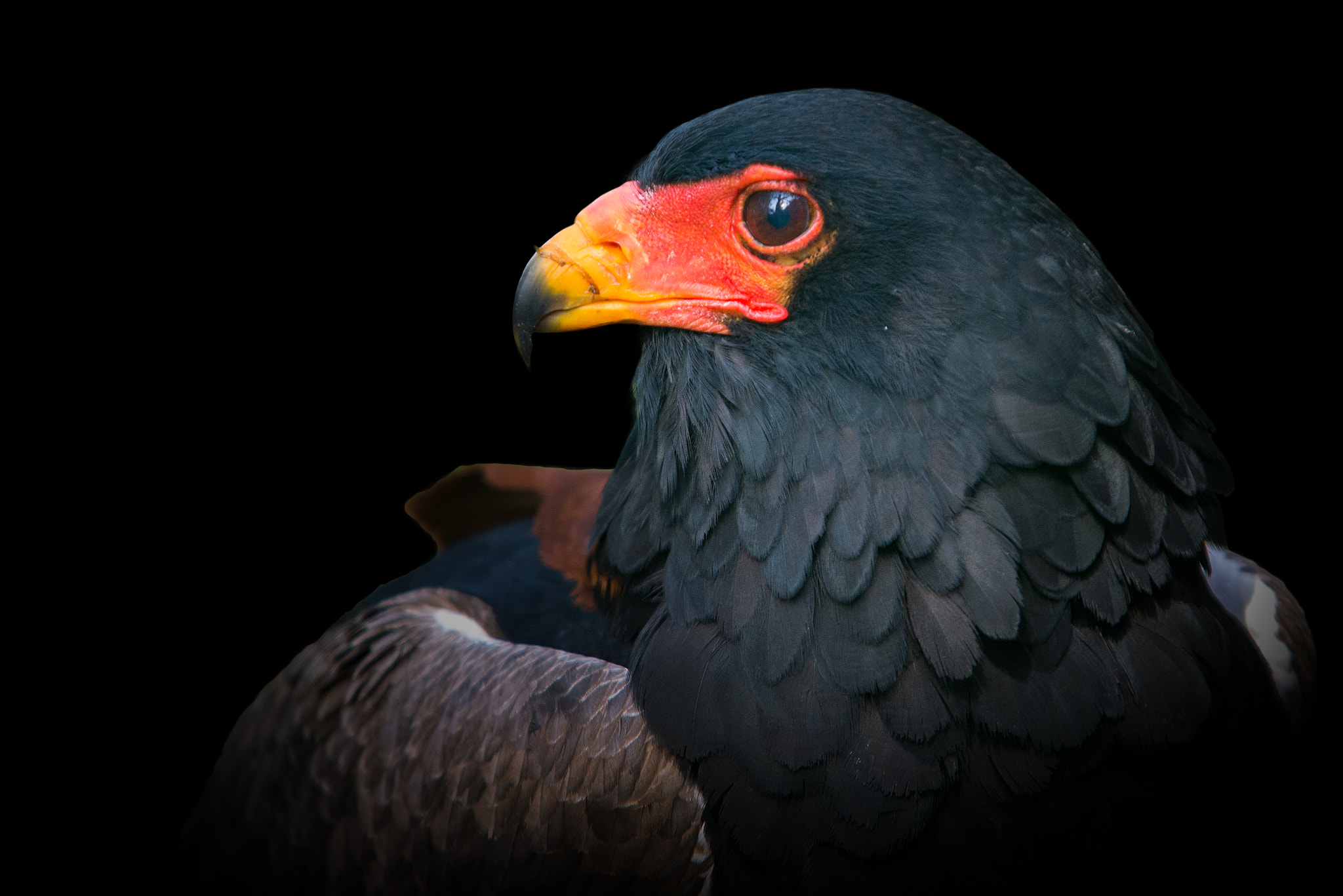 Nikon D610 + Sigma APO 100-300mm F4 EX IF HSM sample photo. Bateleur portrait photography