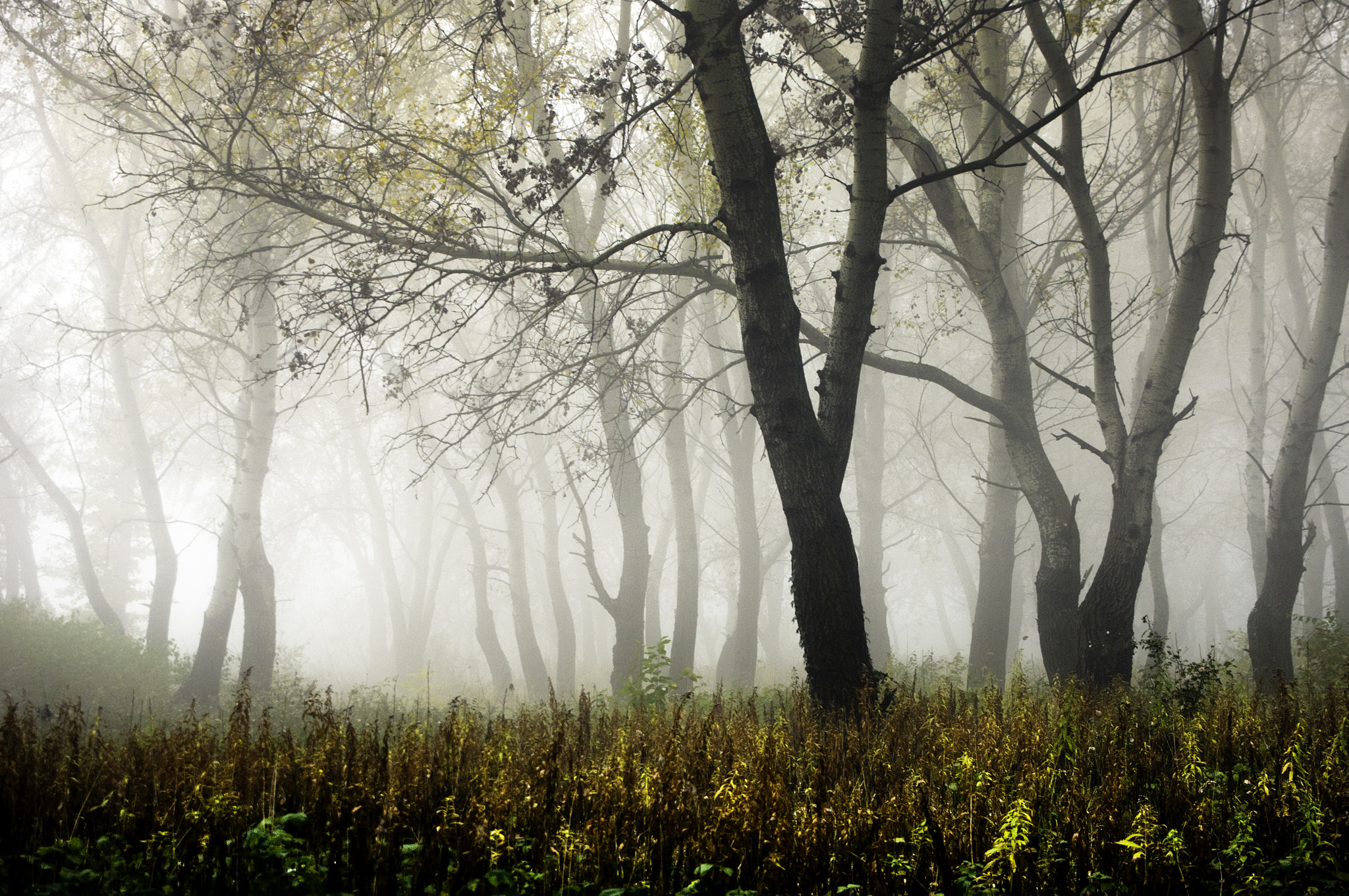 Pentax K-x sample photo. Morning fog... photography