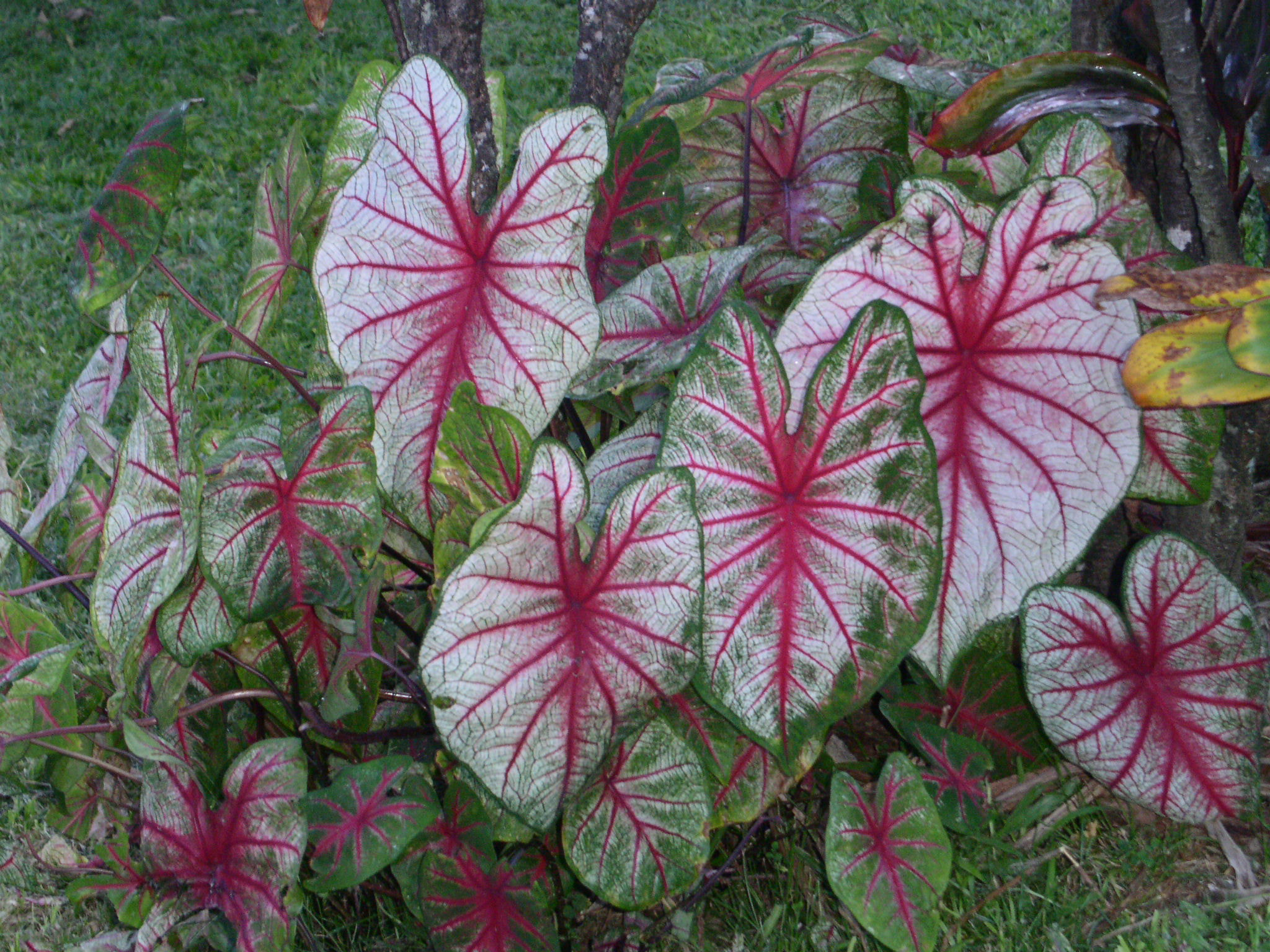 KONICA MINOLTA DiMAGE F300 sample photo. Peppermint striped antherium photography