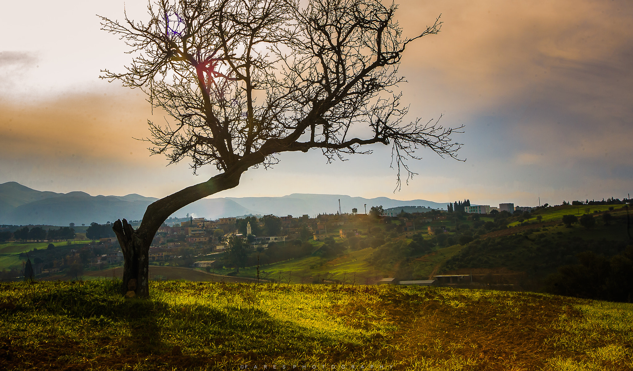 Canon EOS 5D + Tamron AF 28-200mm F3.8-5.6 XR Di Aspherical (IF) Macro sample photo. Almond tree photography