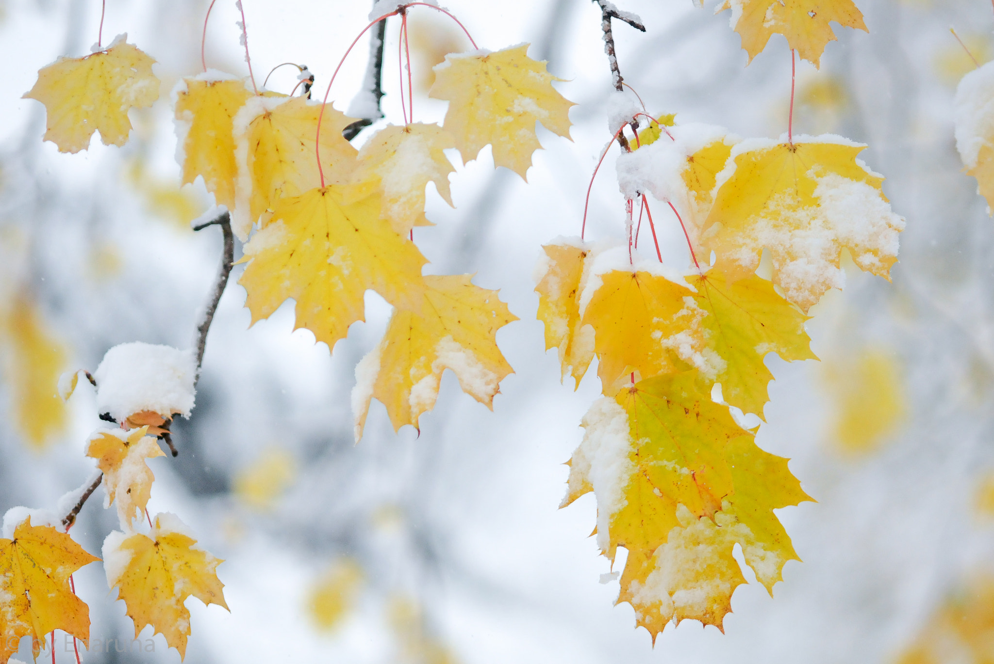 Nikon D300S + AF Micro-Nikkor 105mm f/2.8 sample photo. Surprised from fresh snow photography