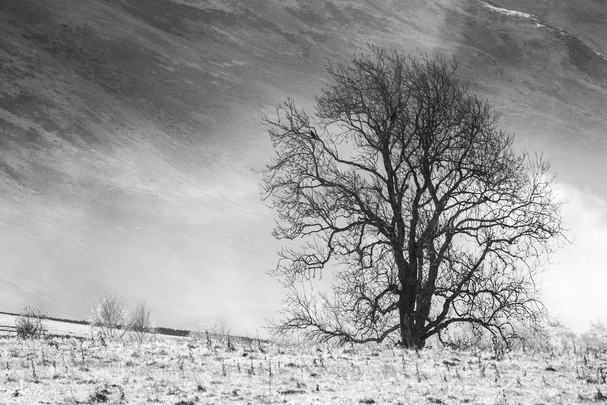 Canon EOS-1D Mark II sample photo. Tree in the mist at crummock water photography
