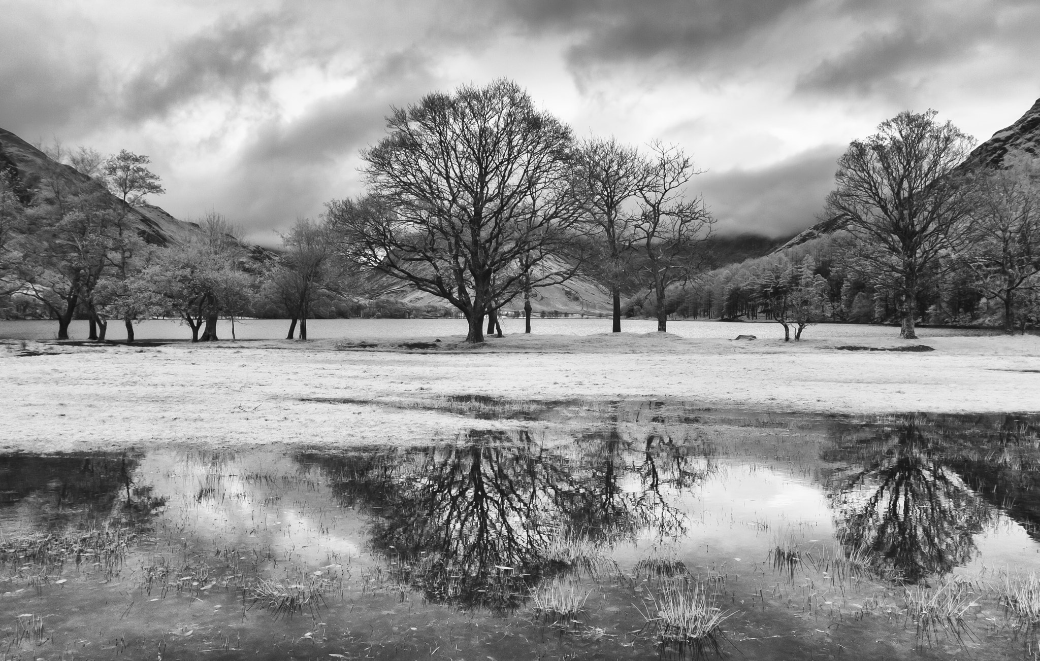 Canon EOS-1D Mark II sample photo. Tree reflections at buttermere photography