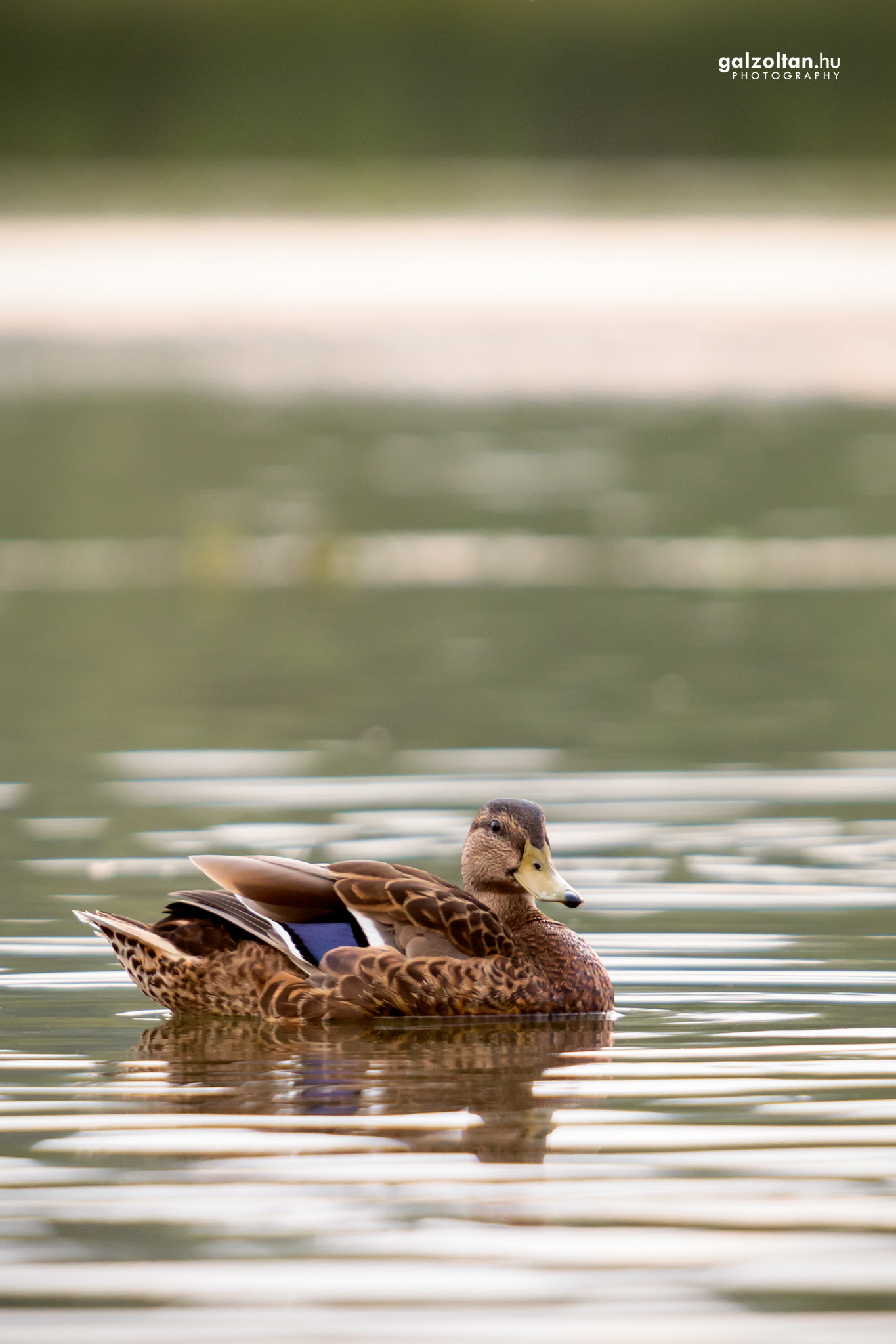 Canon EF 70-200mm F2.8L IS USM sample photo. Wild duck photography