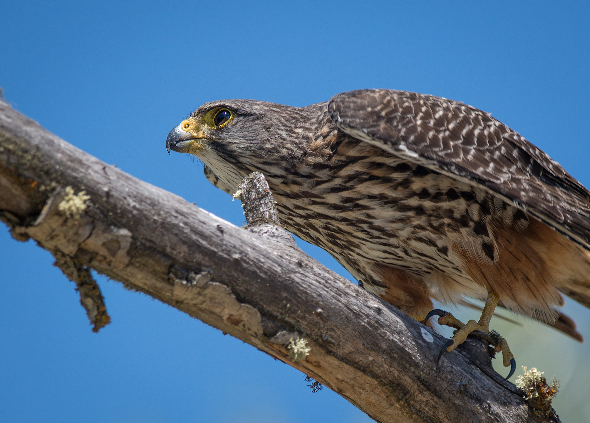 Nikon D800E + Nikon AF-S Nikkor 300mm F4D ED-IF sample photo. Target lock photography