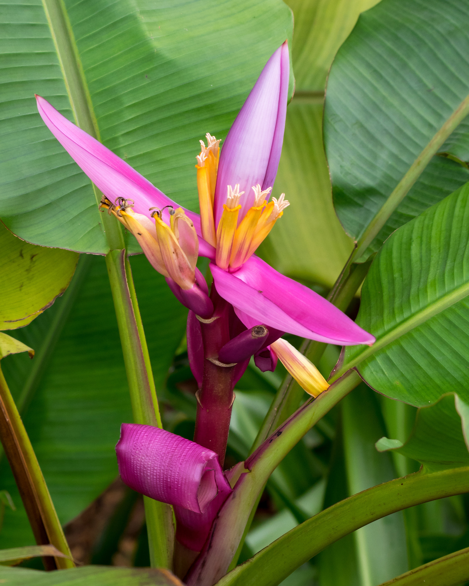 Olympus Zuiko Digital ED 70-300mm F4.0-5.6 sample photo. Royal purple banana (musa ornata) photography