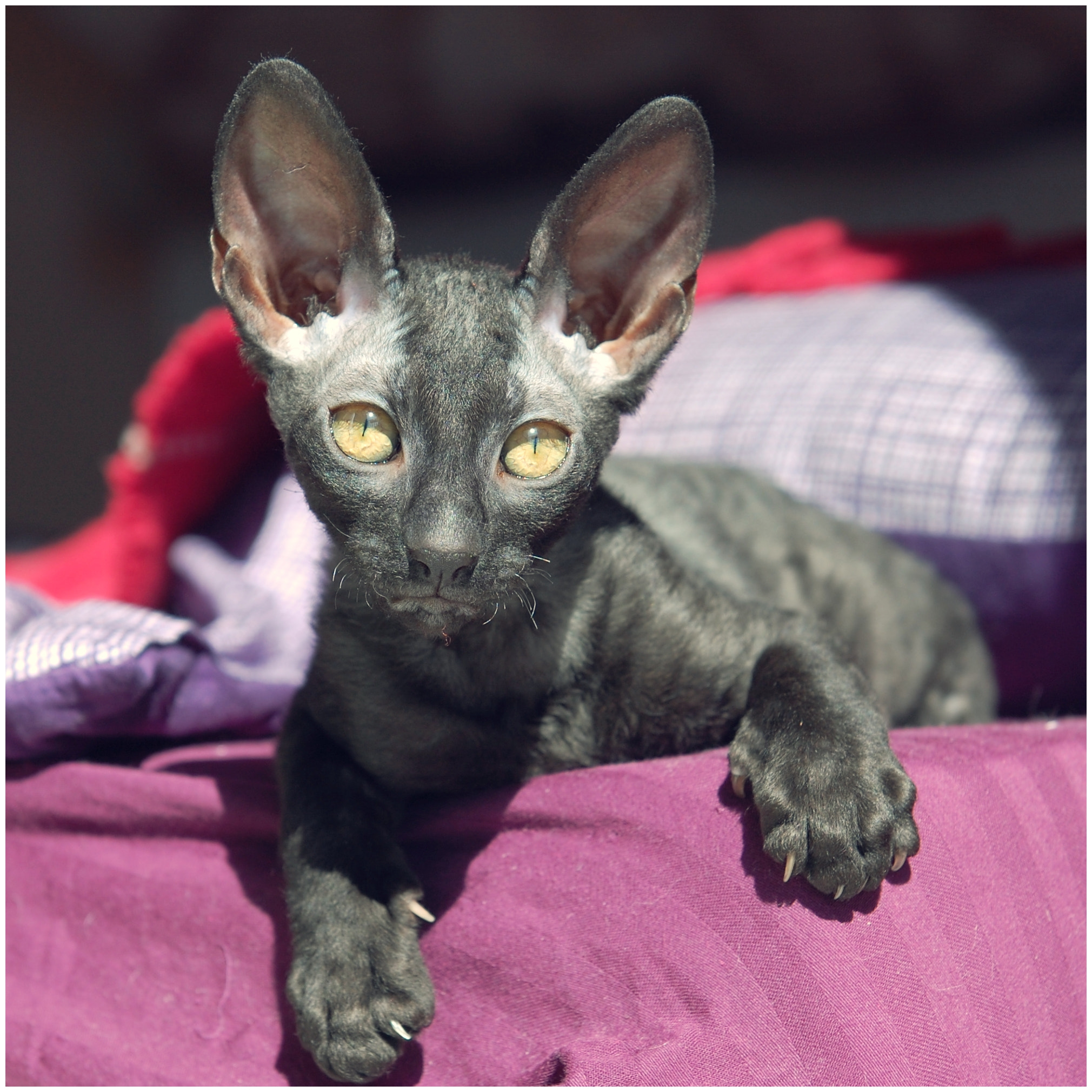Nikon D40 sample photo. Tiny etna, breed cornish rex photography