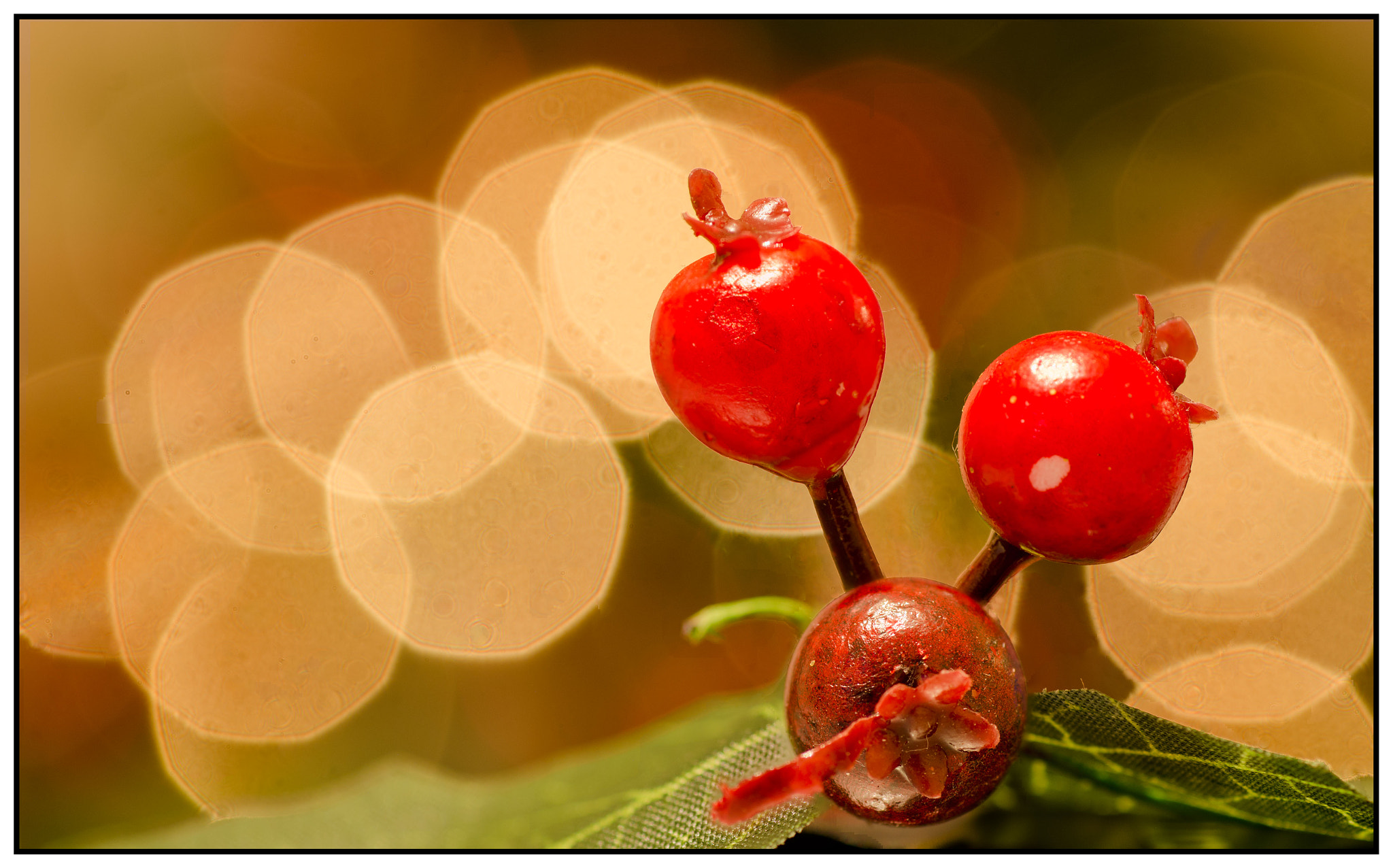 Tamron SP AF 90mm F2.8 Di Macro sample photo. Berries and bokeh photography