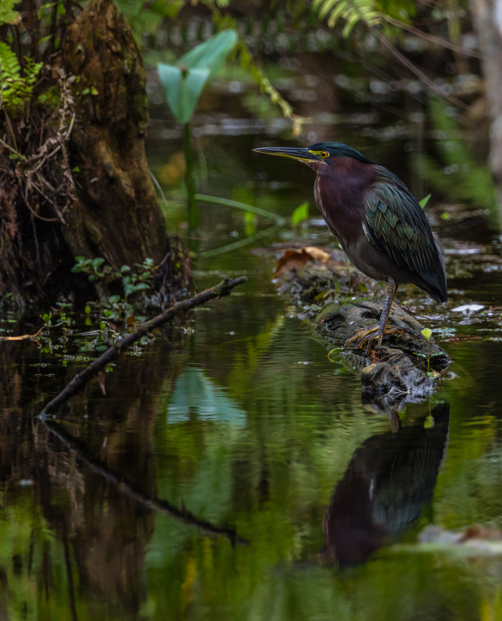Canon EF 300mm F2.8L IS II USM sample photo. My habitat photography