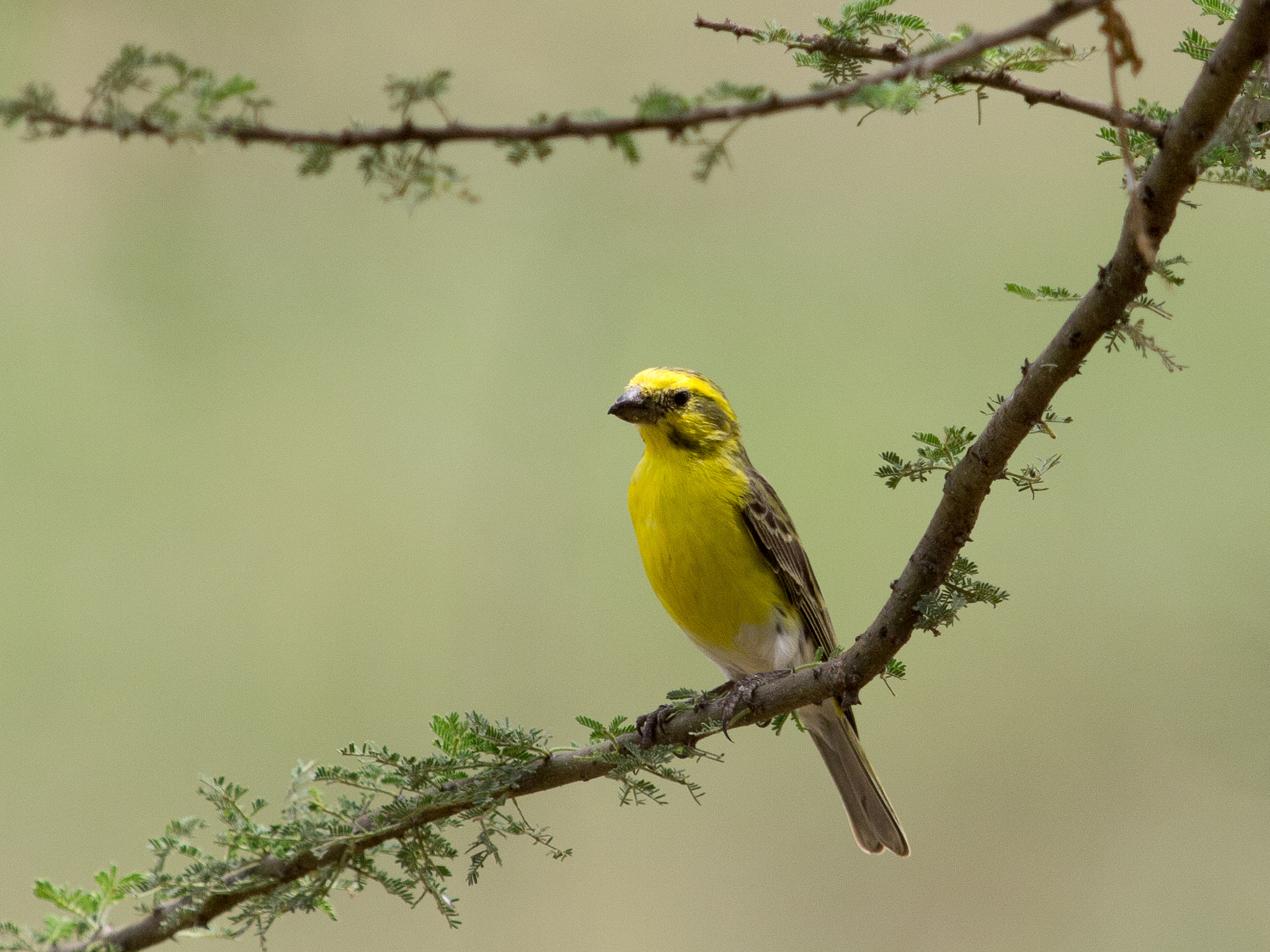 Olympus E-5 + OLYMPUS 300mm Lens sample photo. Yellow-fronted canary photography