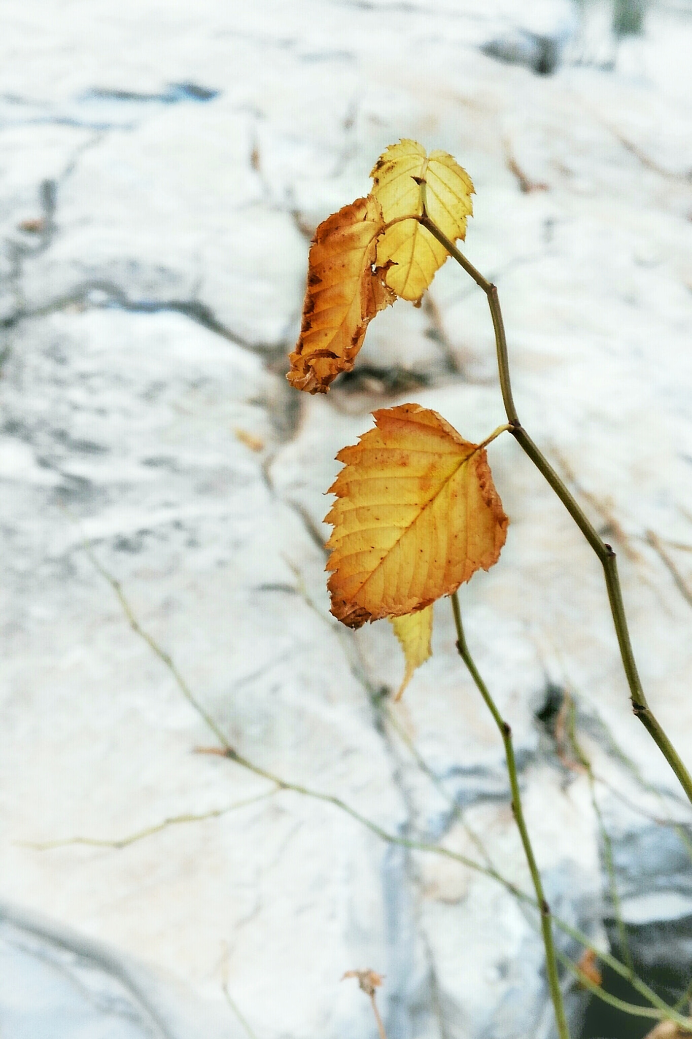 HUAWEI Honor 7i sample photo. 叶 photography