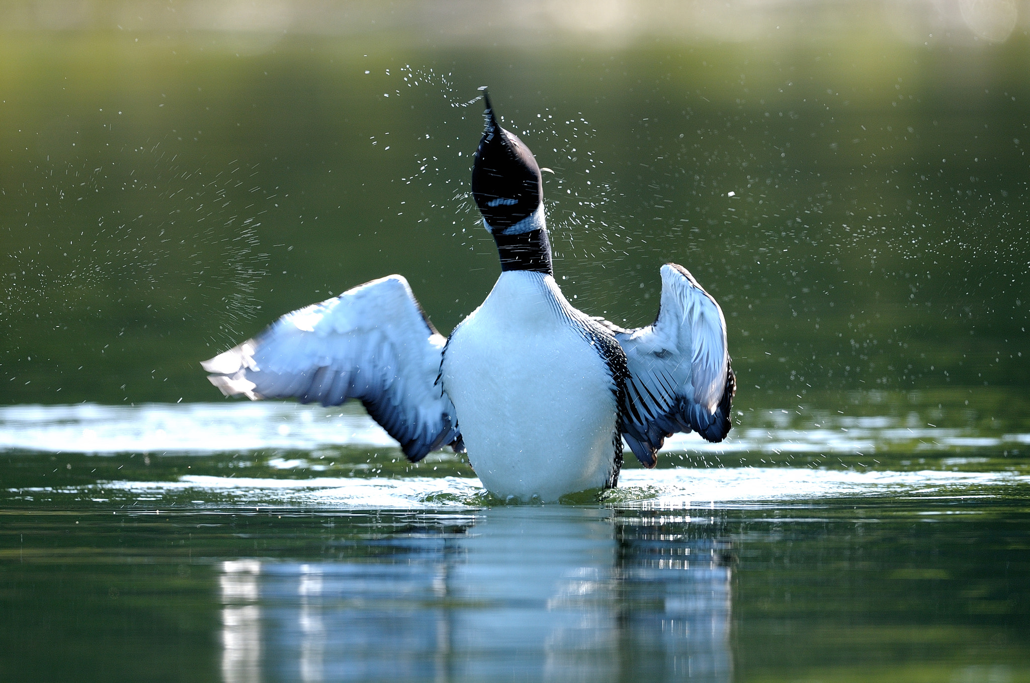 Nikon D300S + Nikon AF-S Nikkor 500mm F4G ED VR sample photo. Plongeon huard, gavia immer, great northern loon photography