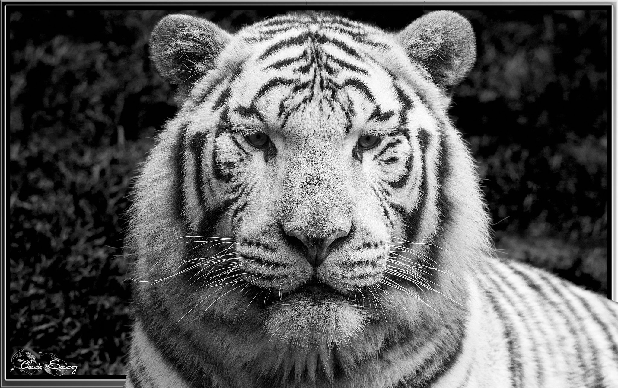 Sigma 120-400mm F4.5-5.6 DG OS HSM sample photo. White tiger photography