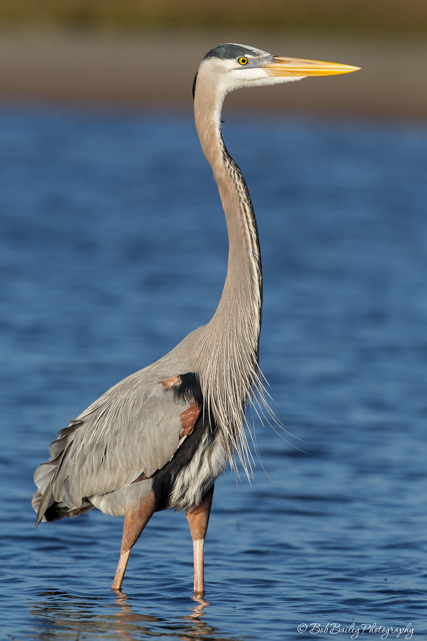Canon EF 300mm F2.8L IS II USM sample photo. Great blue heron photography